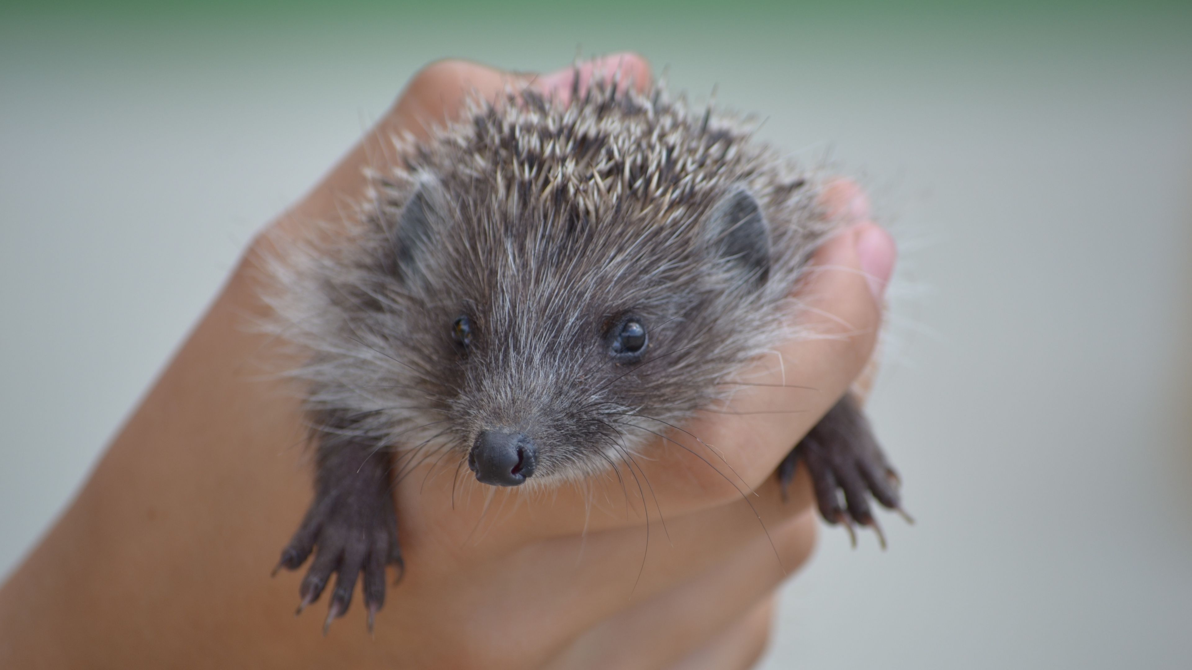 hedgehog, hand, spines, 4k, HD Wallpaper