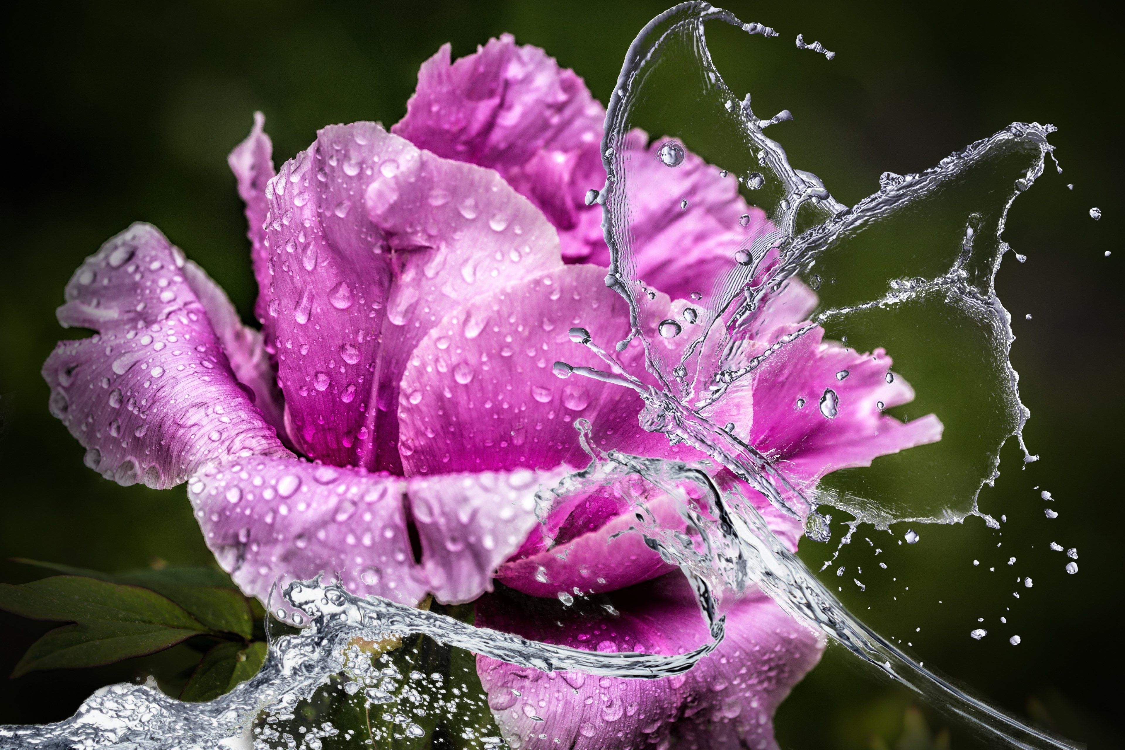 peony flower blossom bloom water rain butterfly 4k, HD Wallpaper