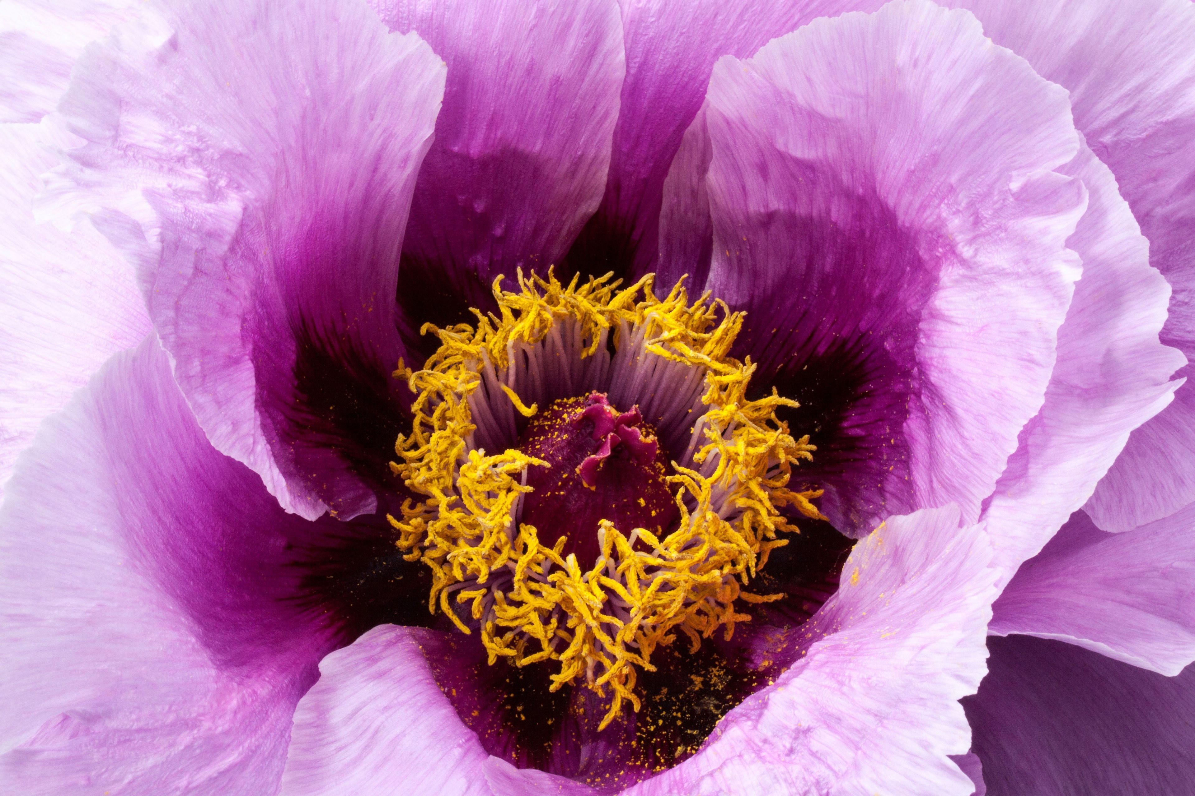 peony flower nature flora spring blossom bloom 4k, HD Wallpaper