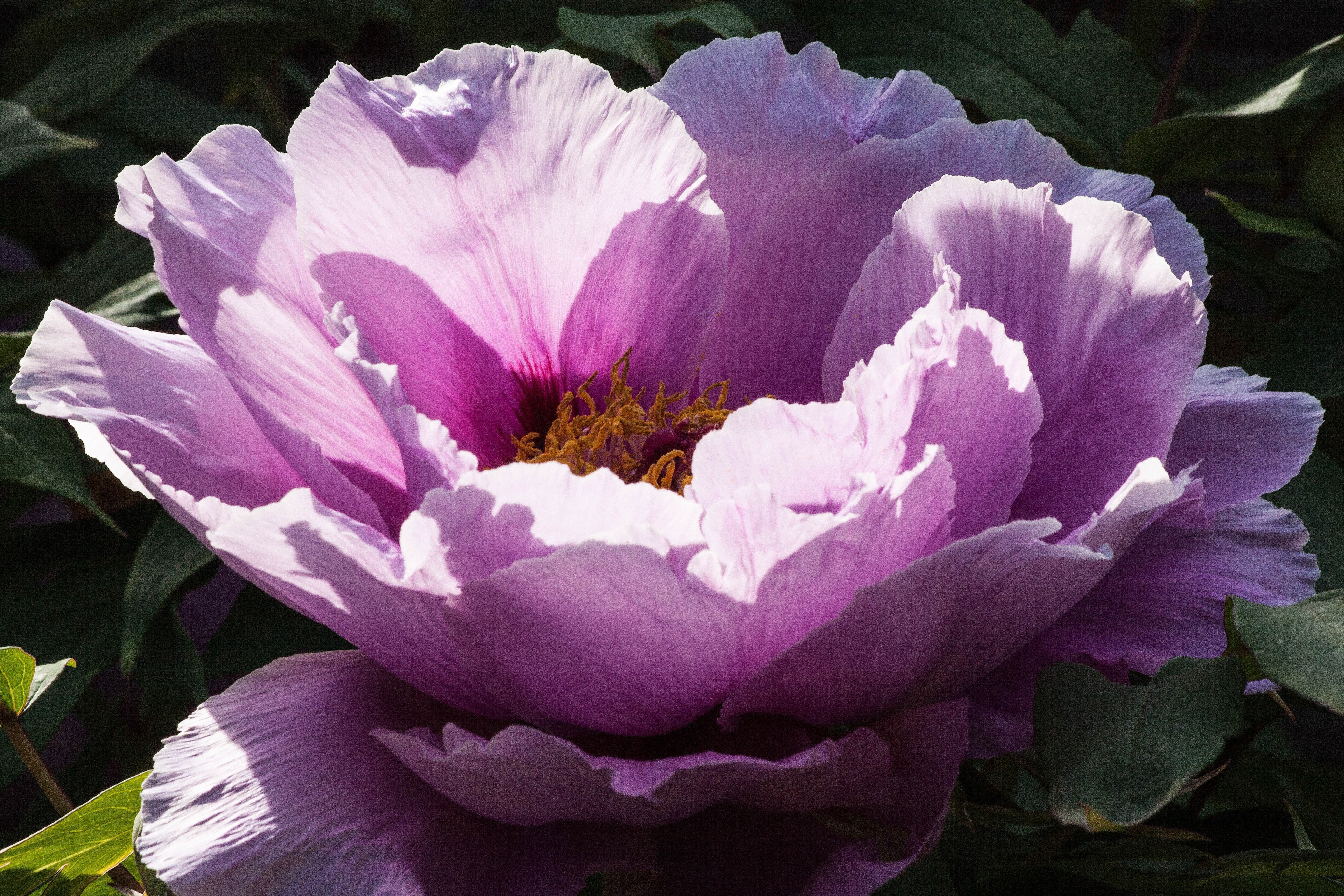 peony flower nature flora spring blossom bloom 4k, HD Wallpaper