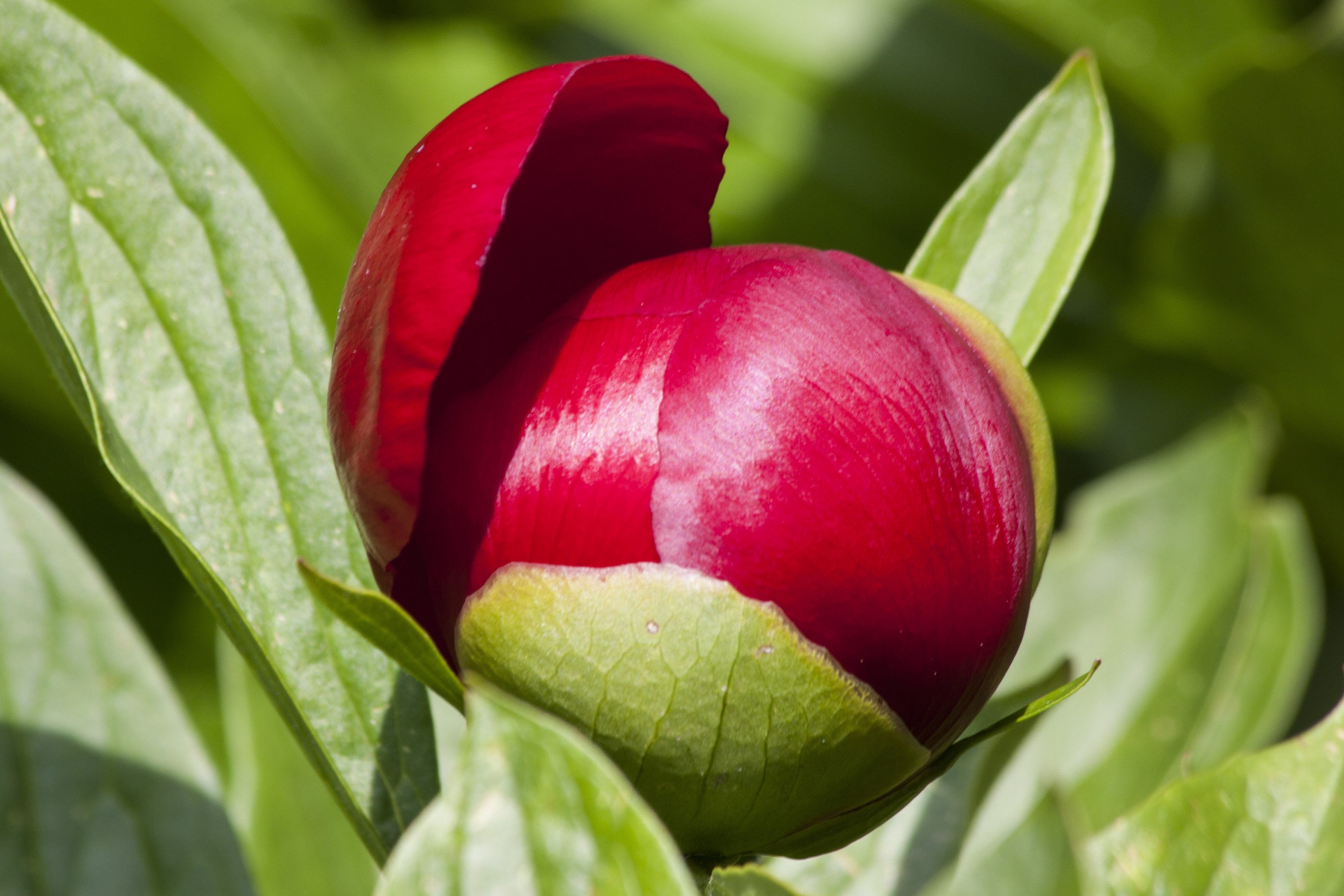 peony flower nature flora spring blossom bloom 4k, HD Wallpaper