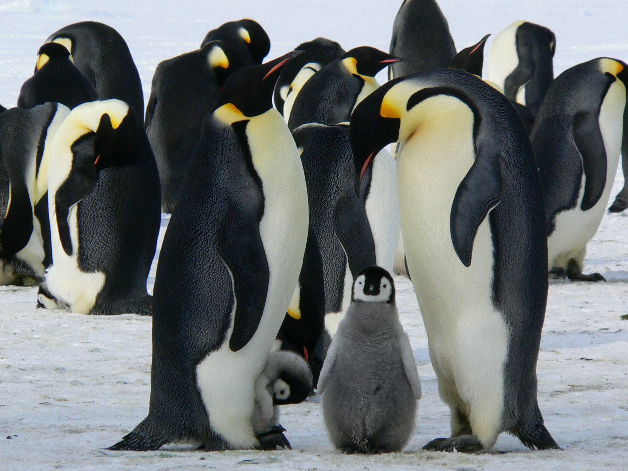 penguins emperor antarctic life animals cute ice 4k, HD Wallpaper