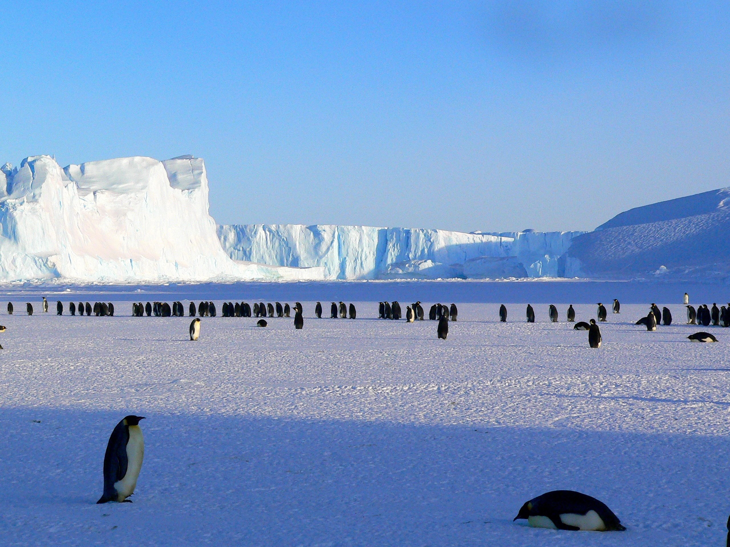 penguins emperor antarctic life animals cute ice 4k, HD Wallpaper