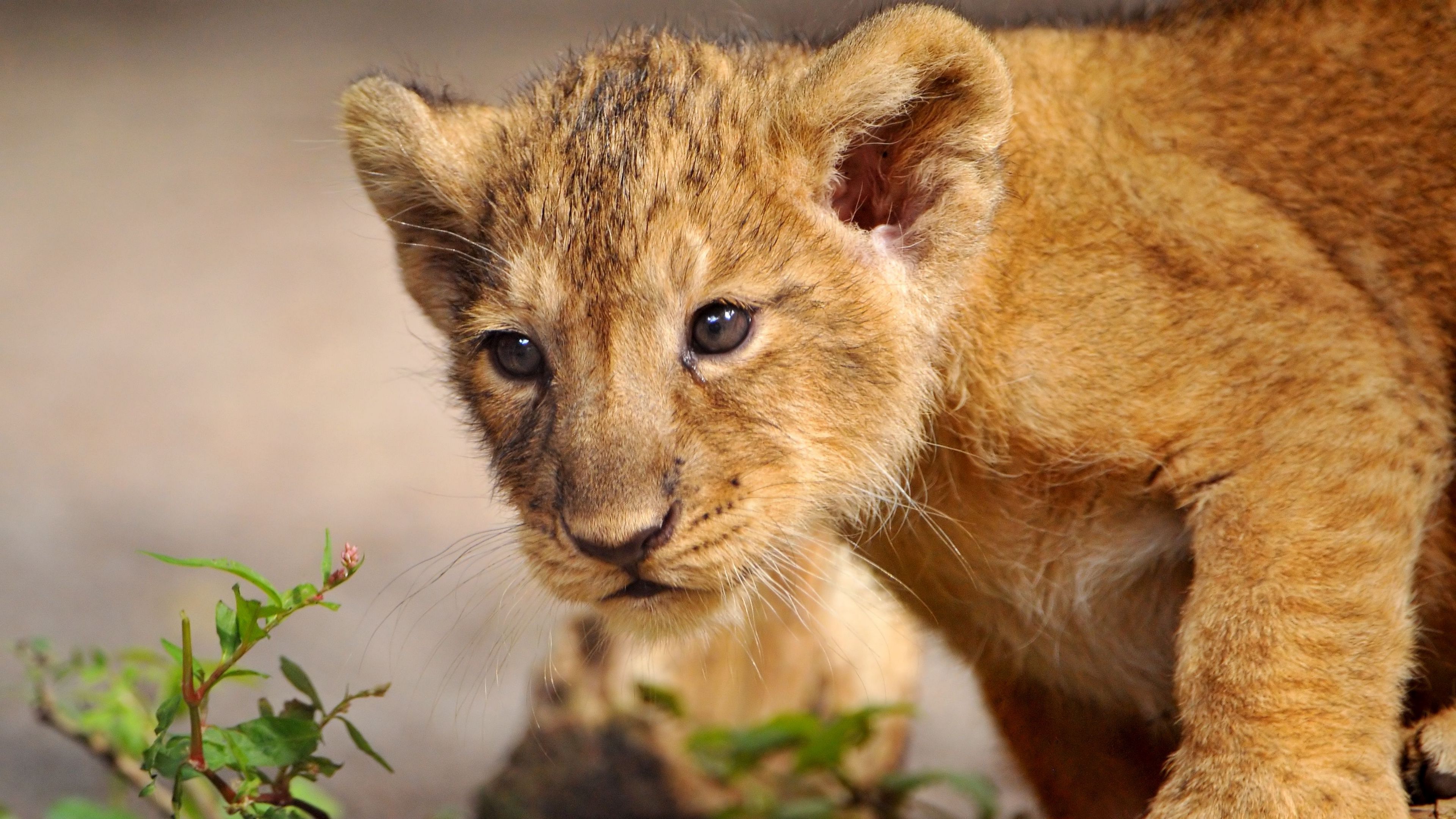 lion, cub, walk, curiosity, predator, 4k, HD Wallpaper