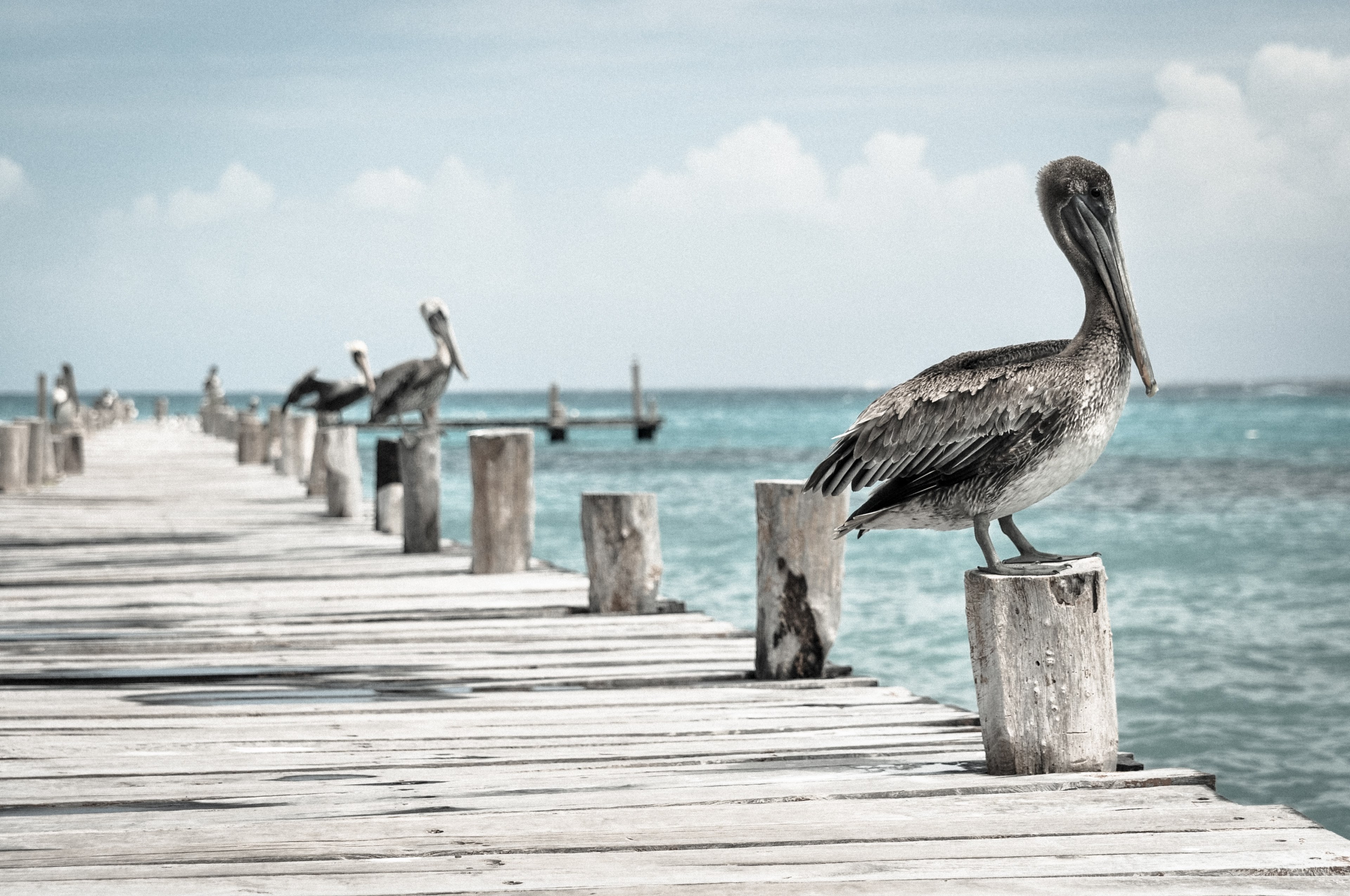 pelican water bird pelecanus conspicillatus bird 4k, HD Wallpaper