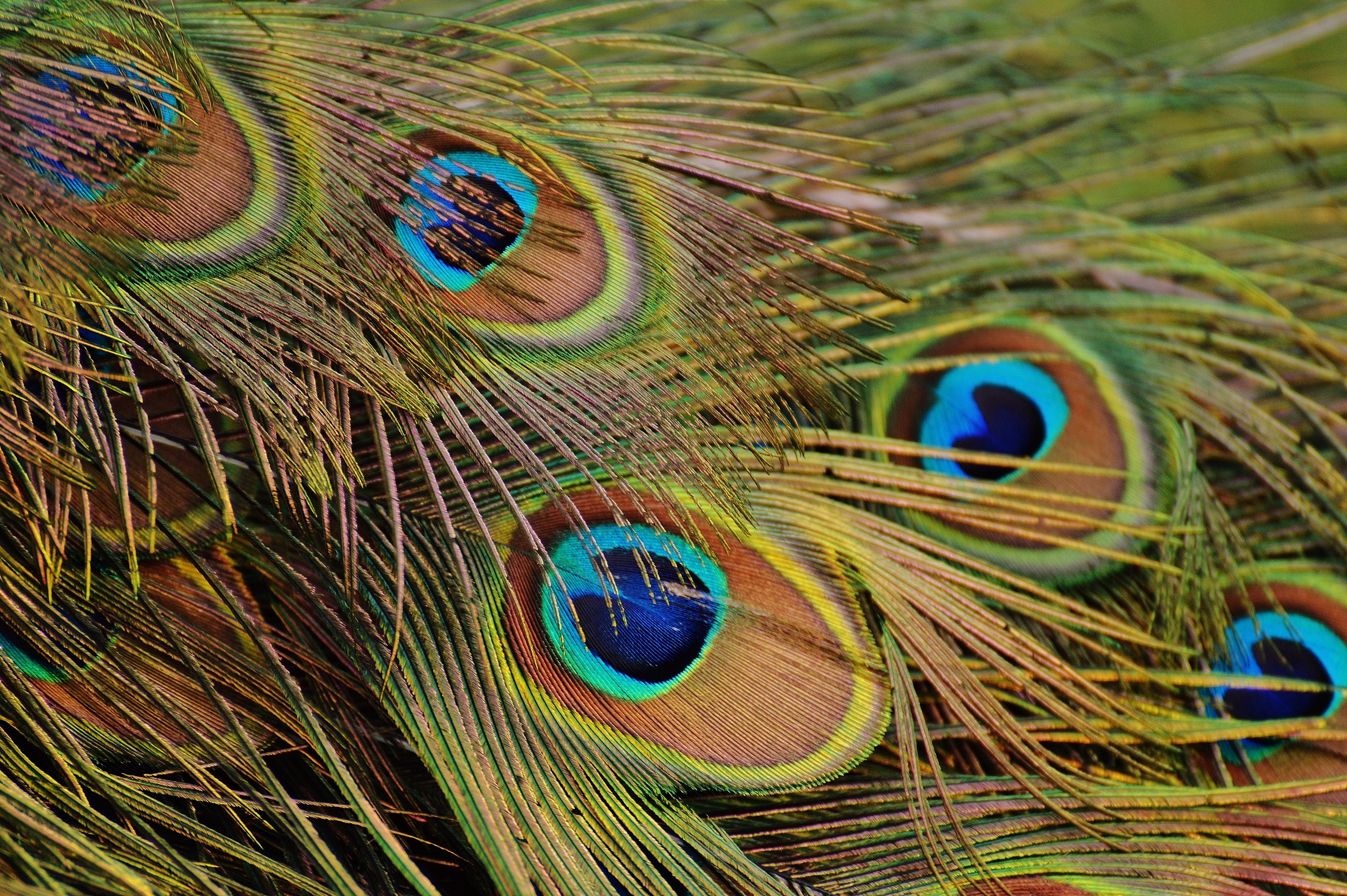 peacock feathers peacock bird poultry feather bill 4k, HD Wallpaper