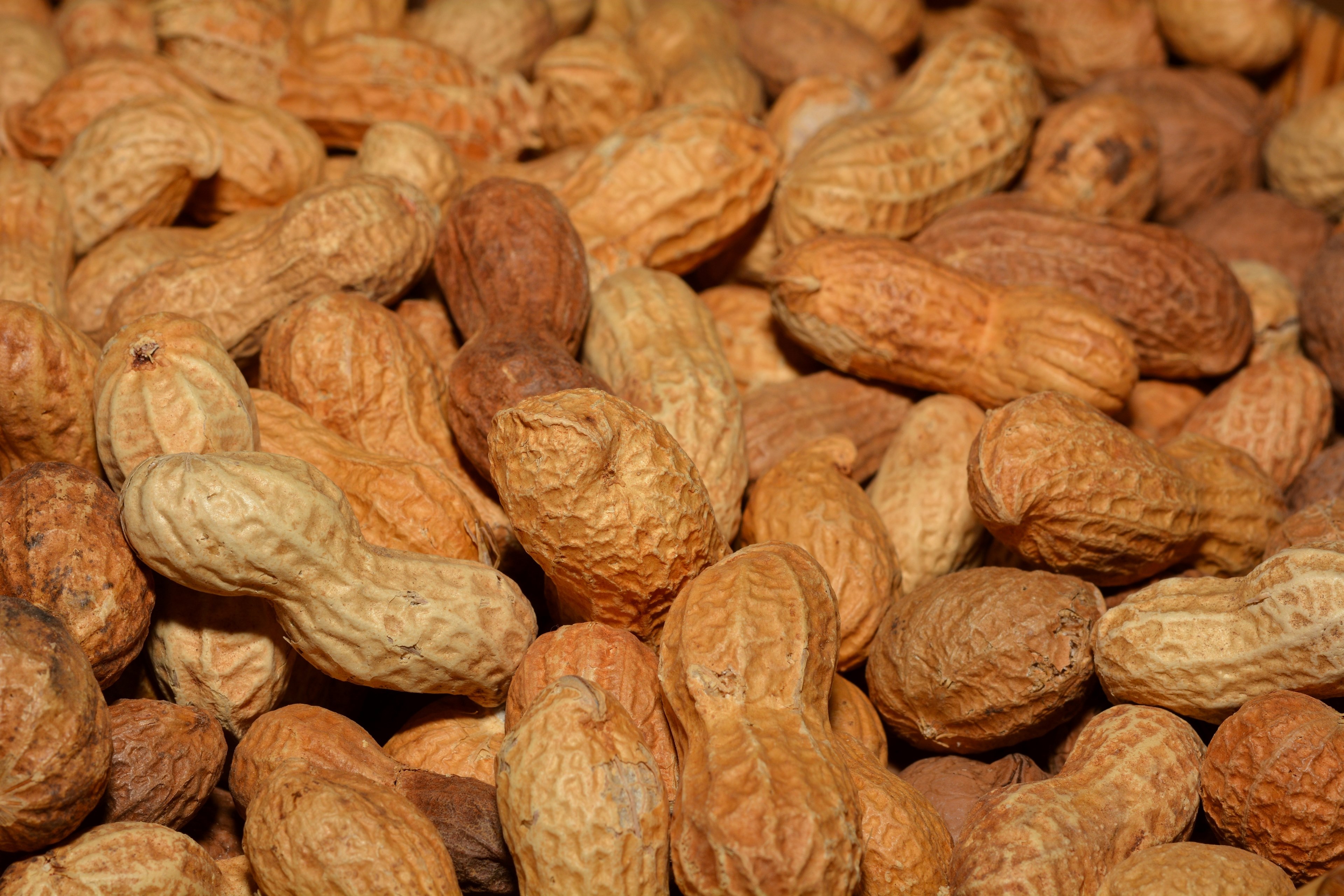 peanuts healthy shell delicious nutrition close 4k, HD Wallpaper