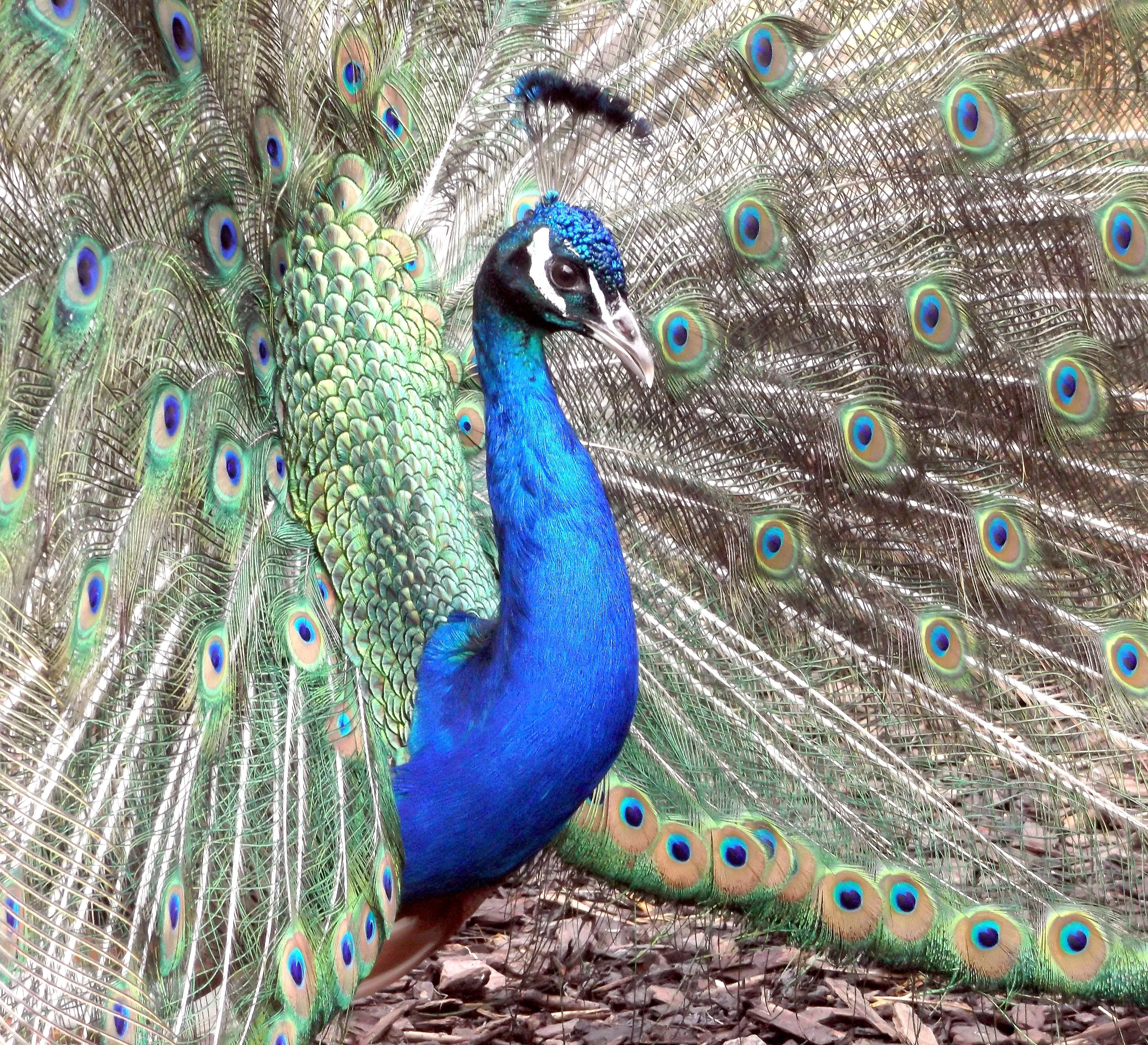peacock bird plumage feather pattern elegant 4k, HD Wallpaper