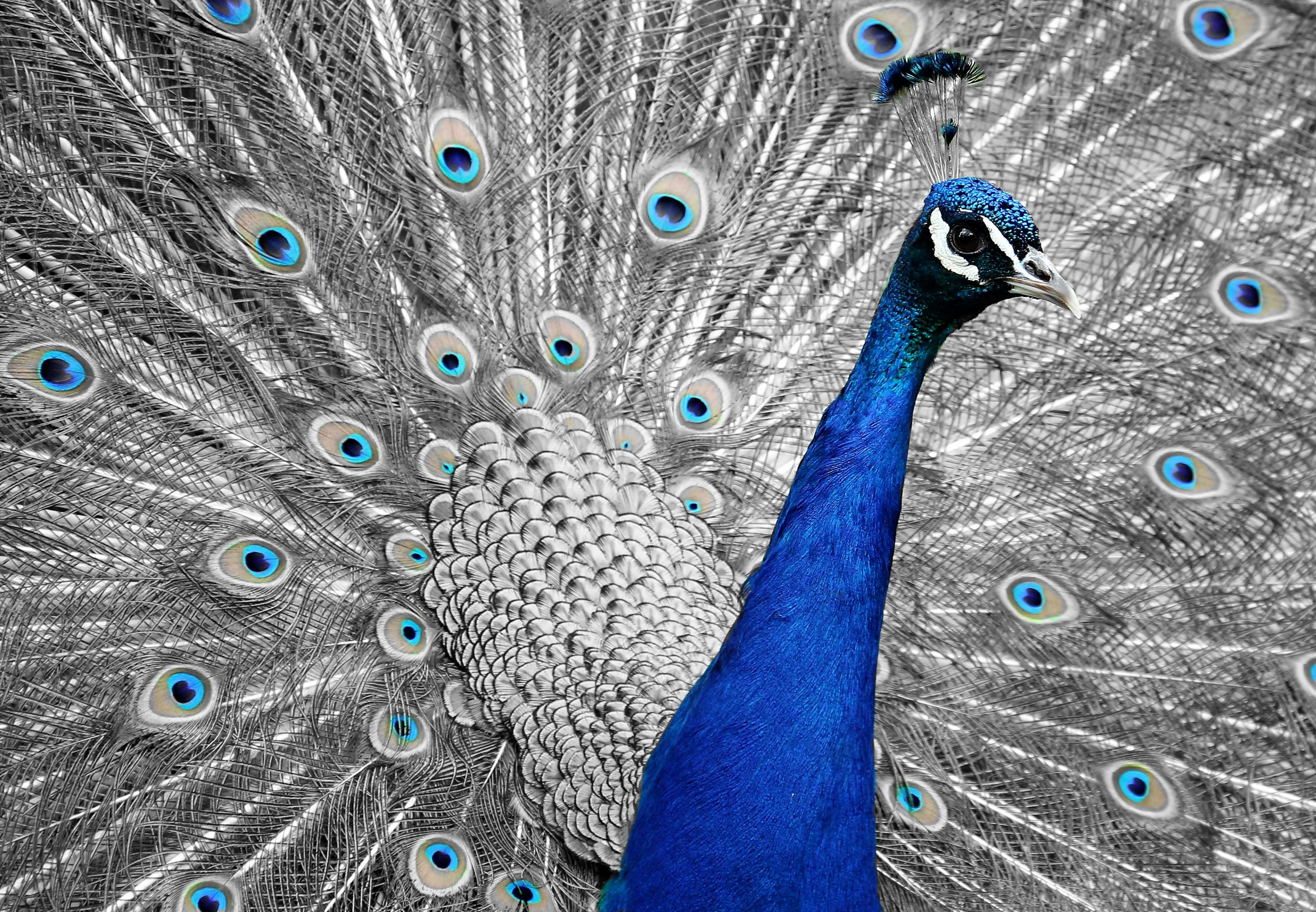 peacock animal bird feather vanity iridescent 4k, HD Wallpaper