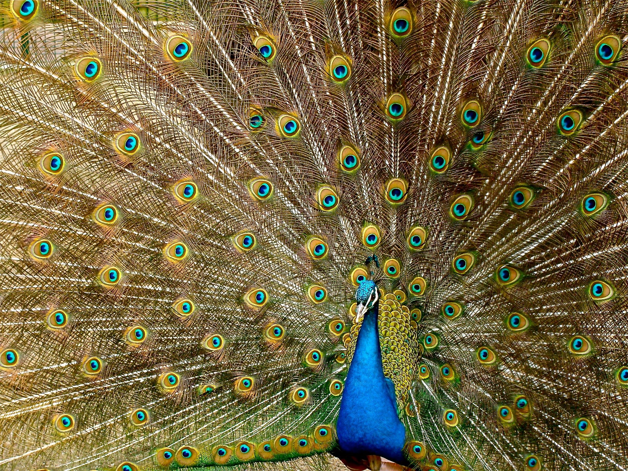 peacock plumage bird peafowl fantail tail vibrant 4k, HD Wallpaper