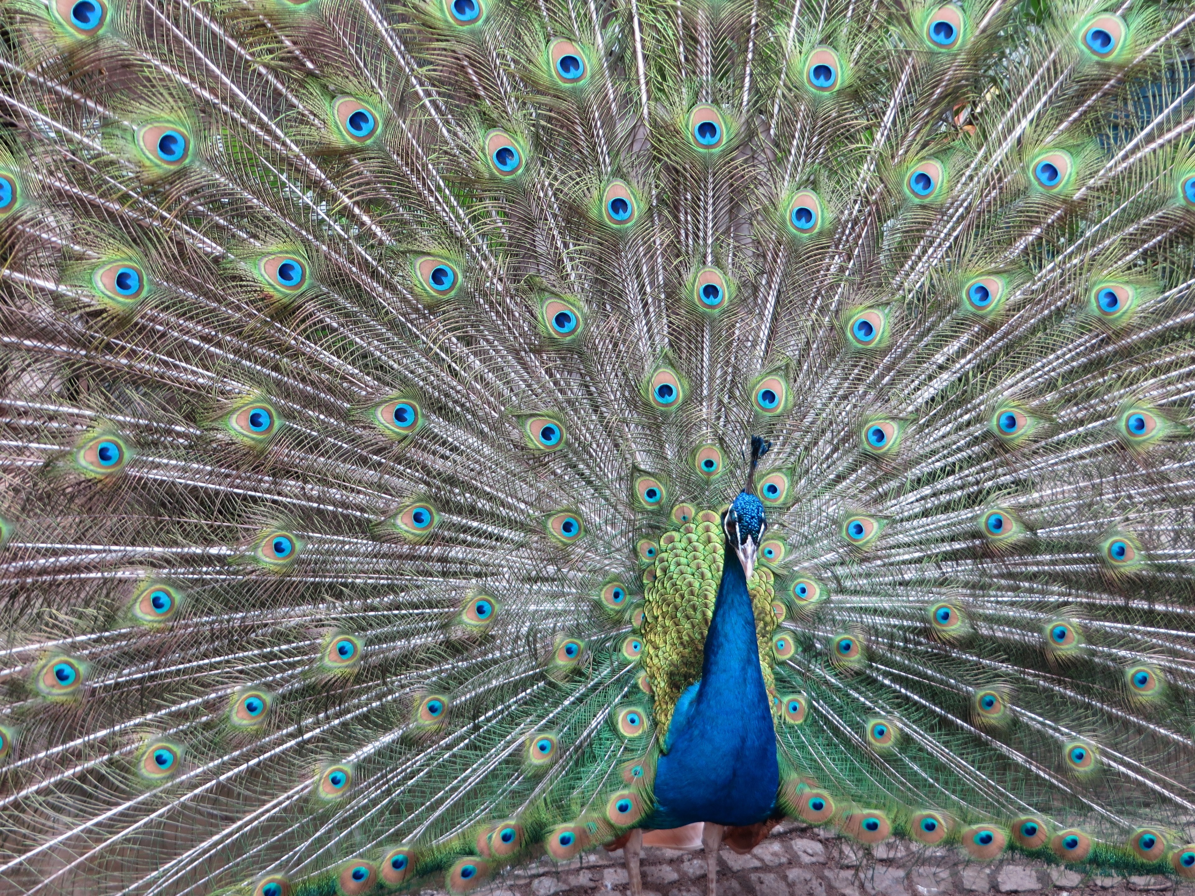peacock bird plumage color colorful feather 4k, HD Wallpaper