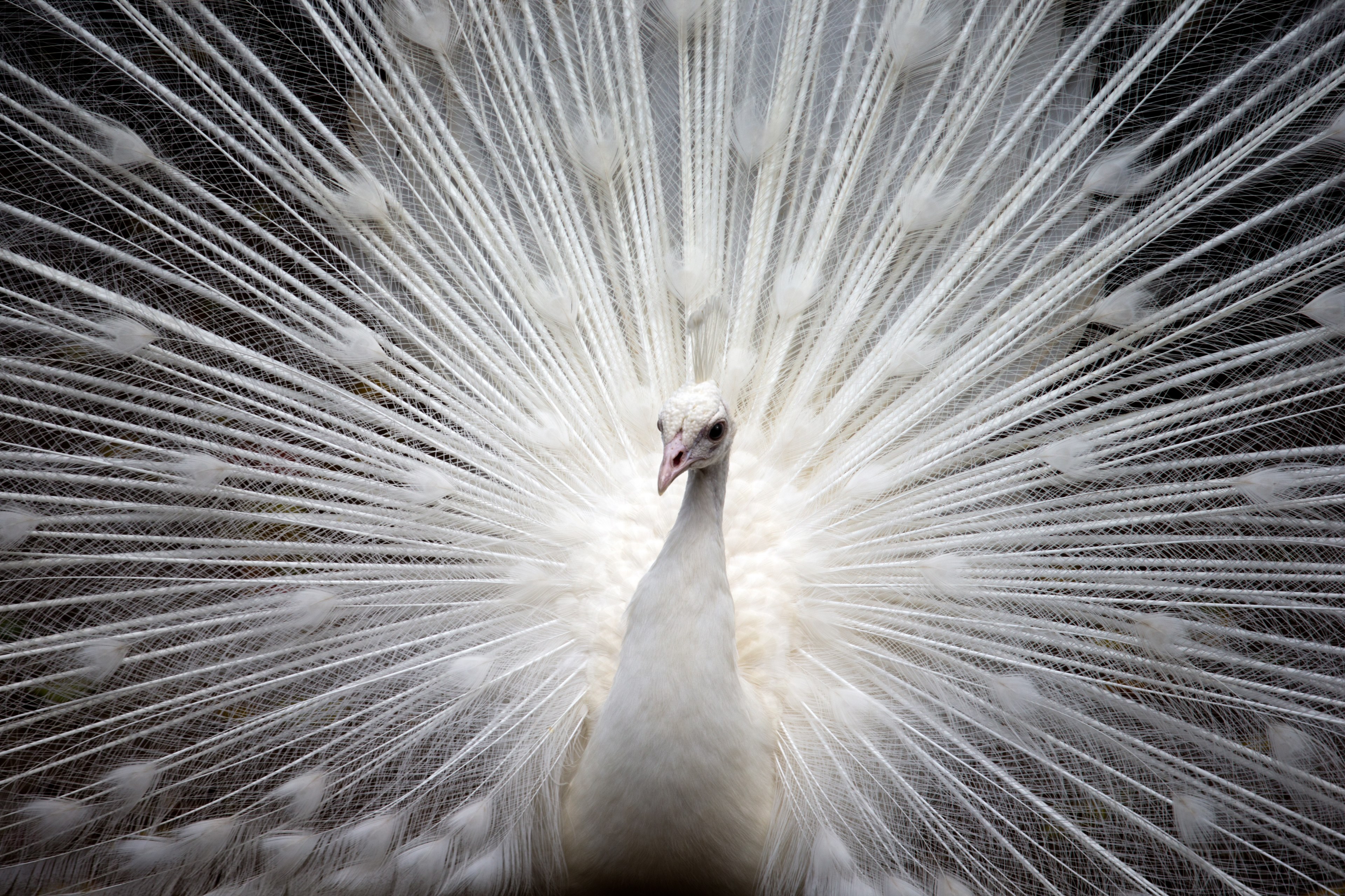 peacock white bird nature beautiful feather 4k, HD Wallpaper
