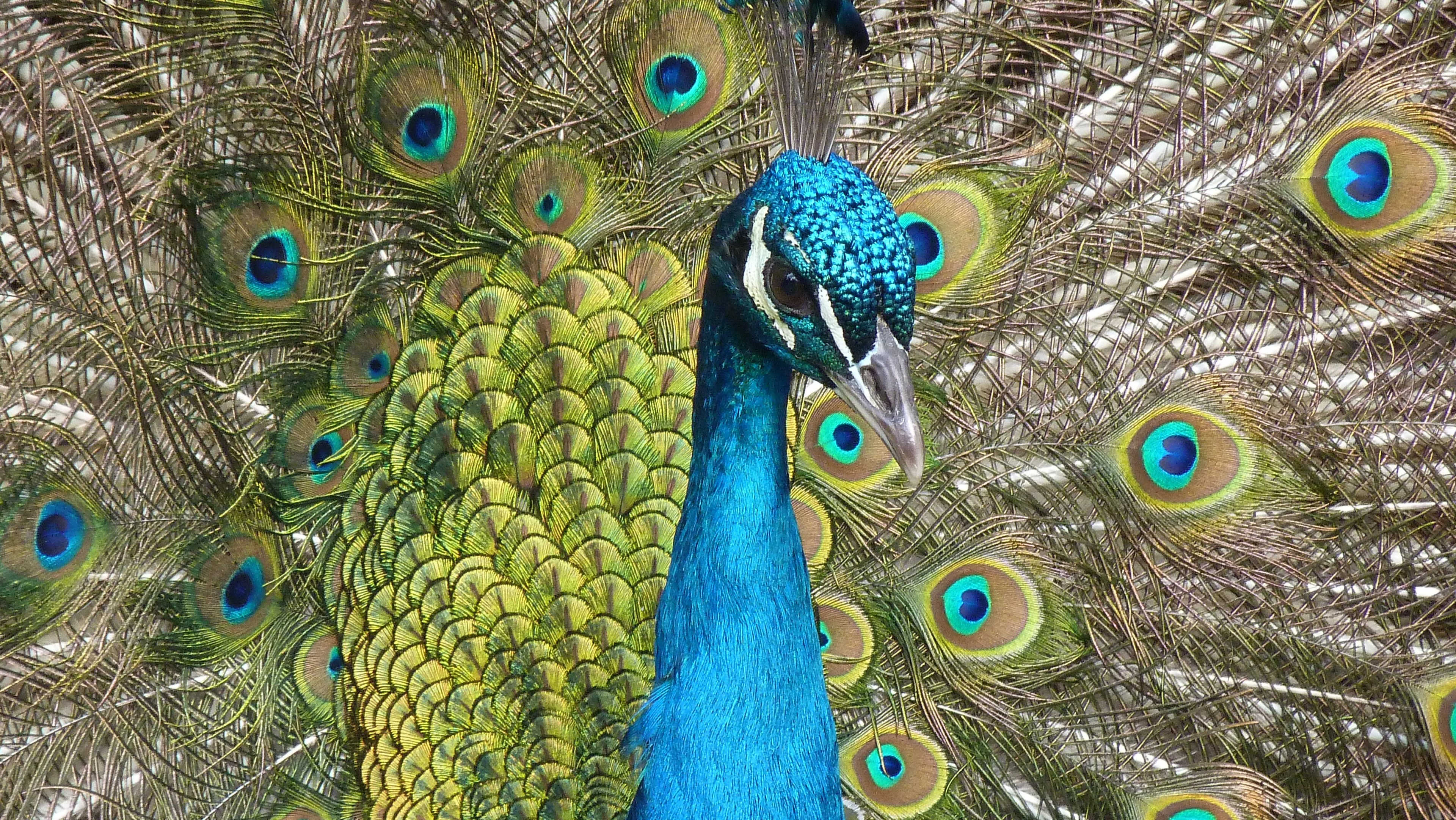 peacock bird feather close color iridescent 4k, HD Wallpaper