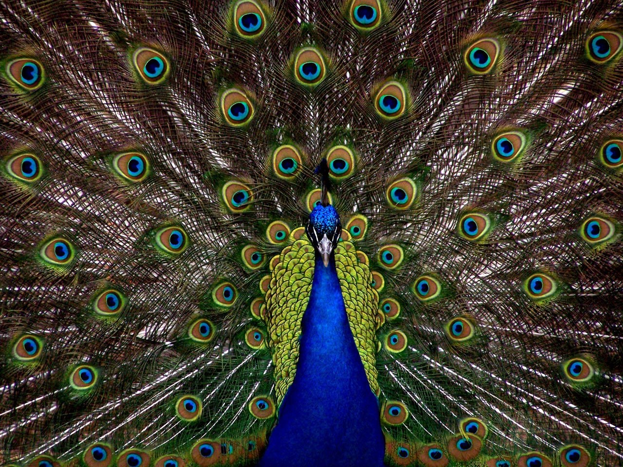 peacock bird plumage display full elegant 4k, HD Wallpaper