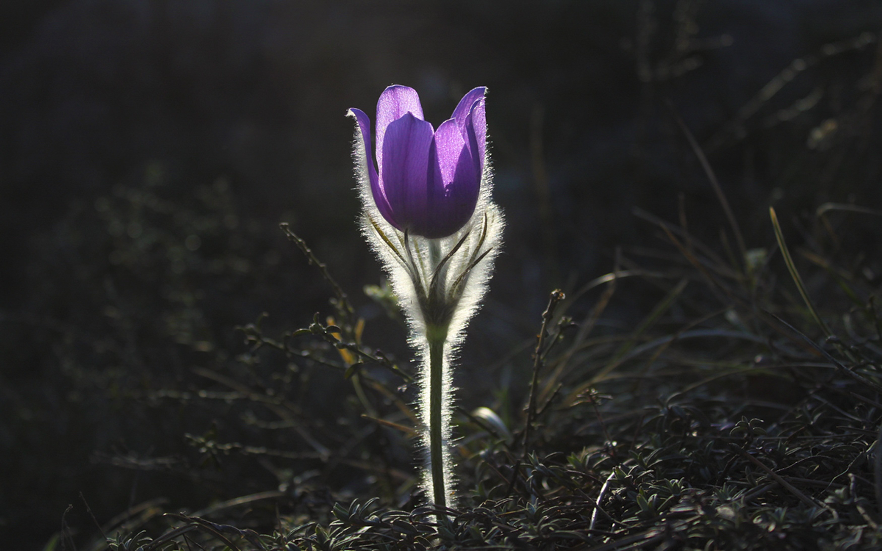 pasqueflower flower pasque flower plant nature 4k, HD Wallpaper