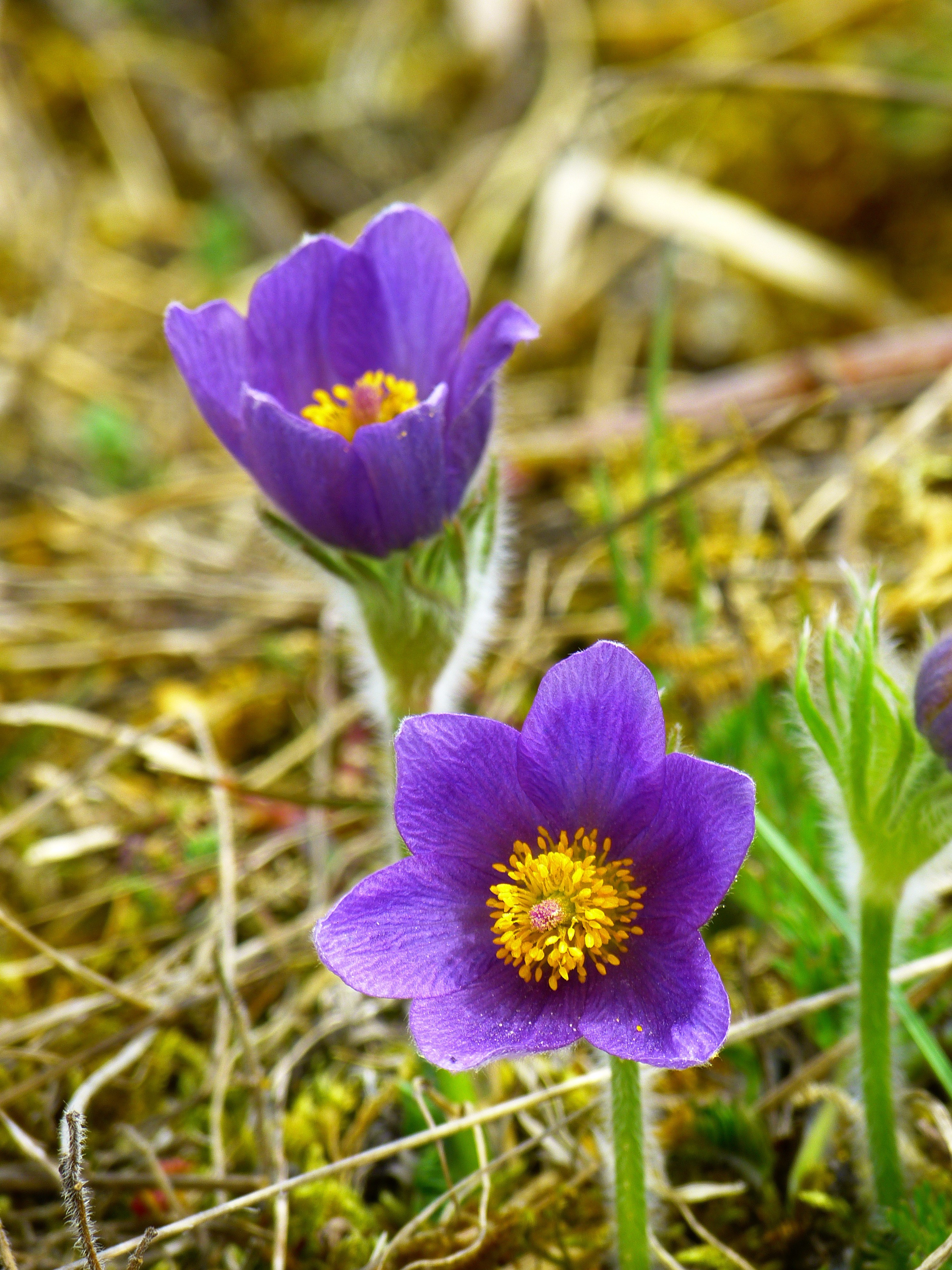 pasque flower blossom bloom flower purple blue 4k, Phone HD Wallpaper