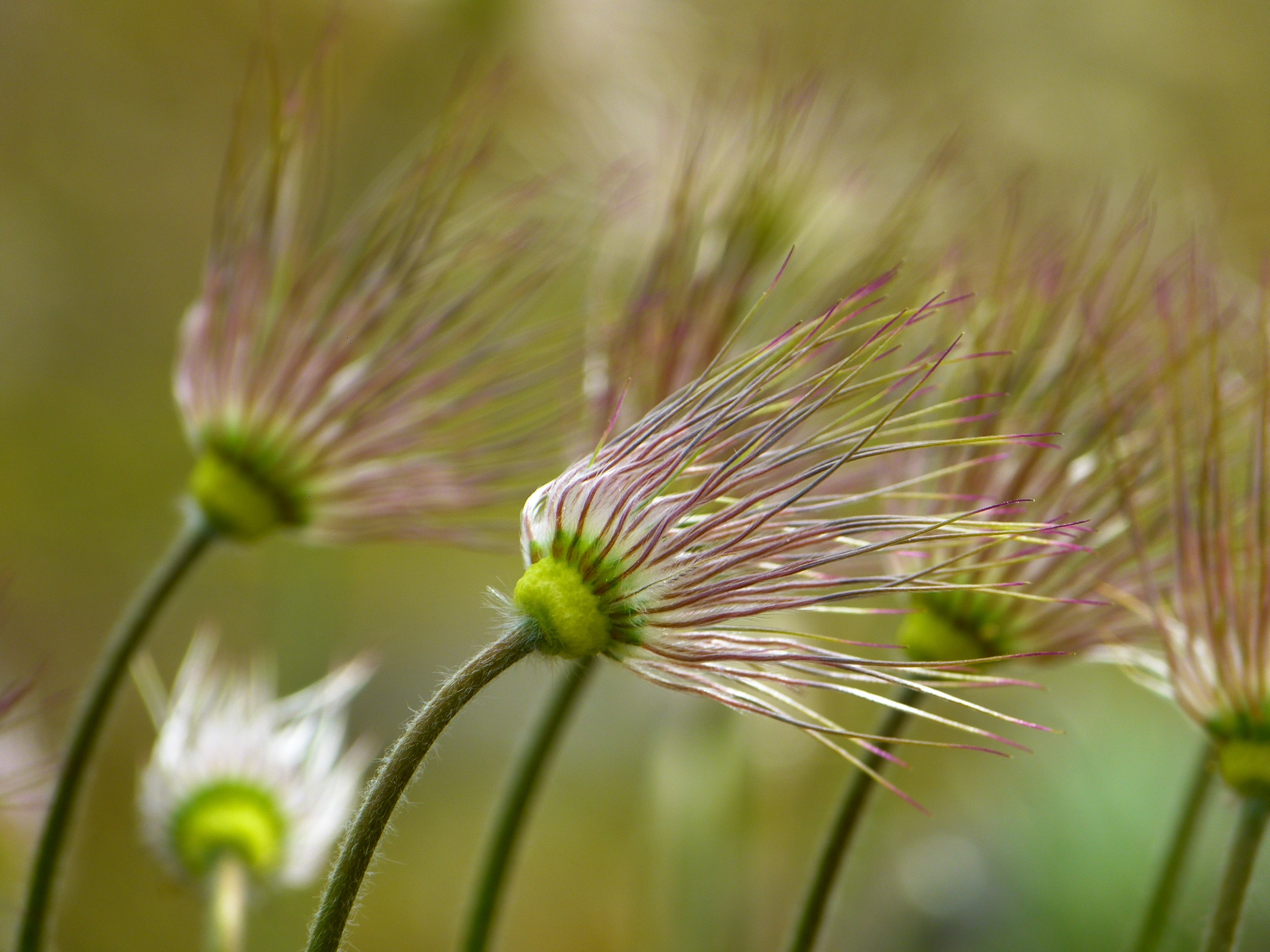 pasque flower faded pasqueflower pulsatilla spring 4k, HD Wallpaper