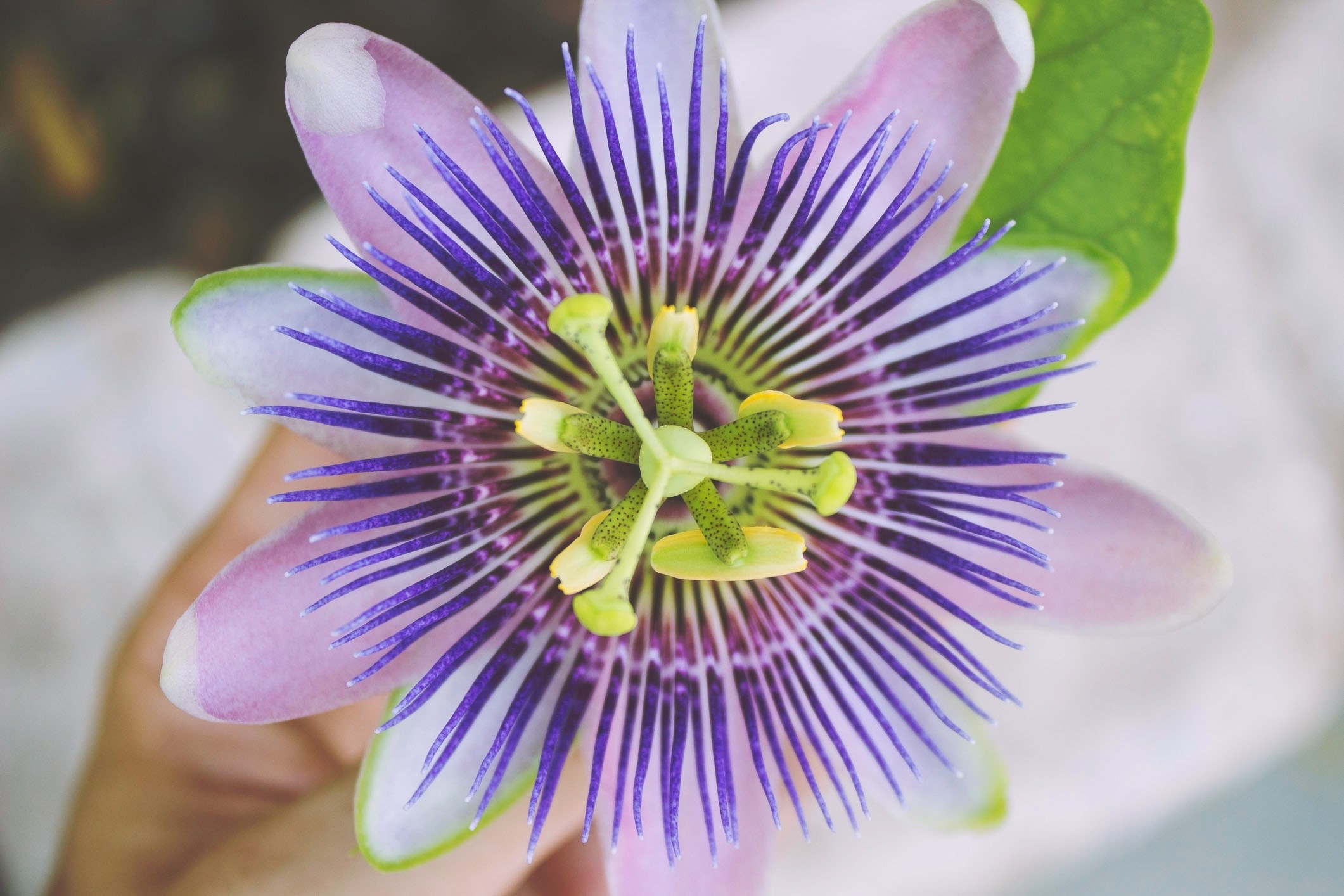 passion flower flower purple green floral spring 4k, HD Wallpaper