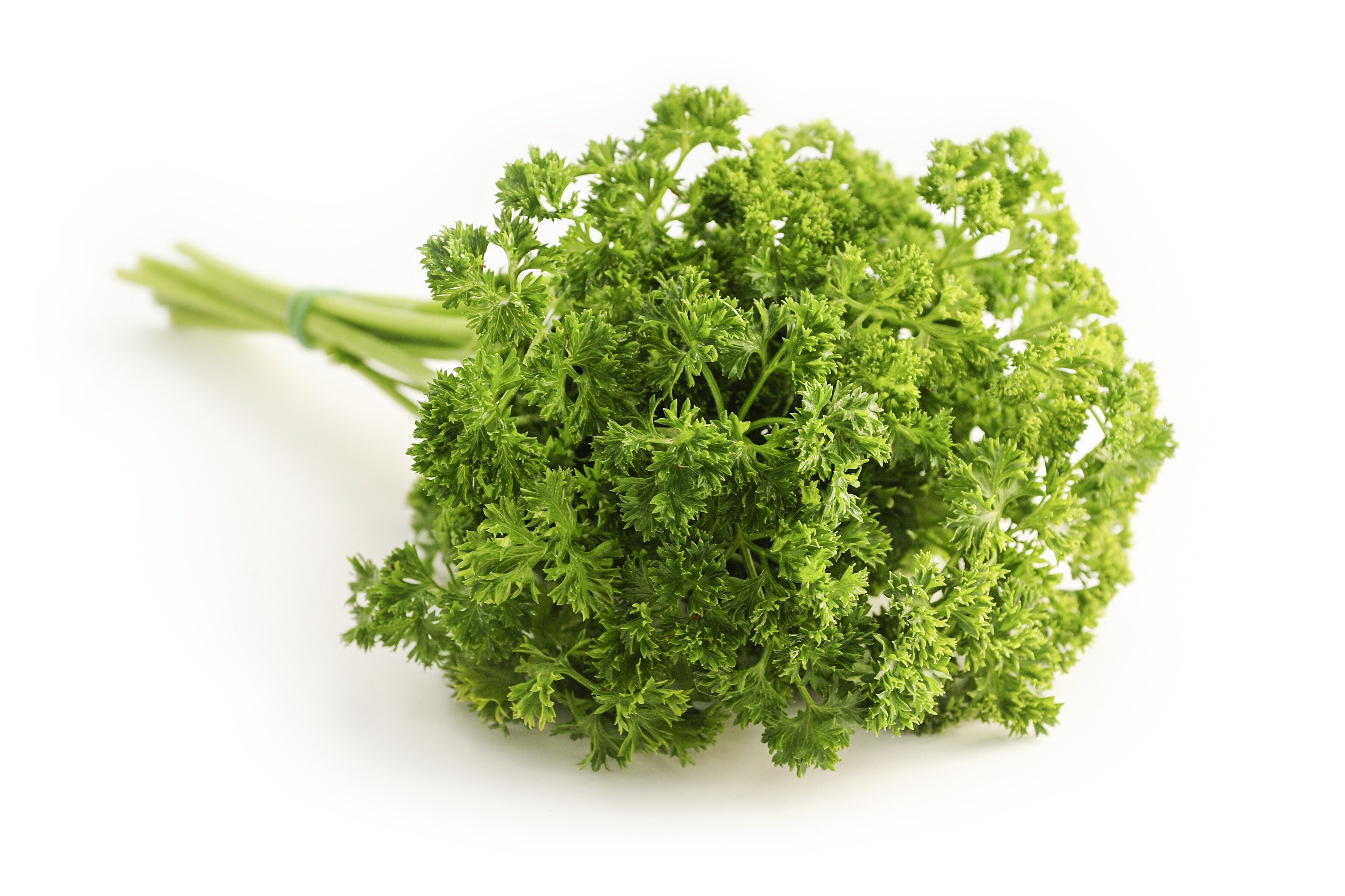 parsley curled petroselinum crispum hossein peterle 4k, HD Wallpaper