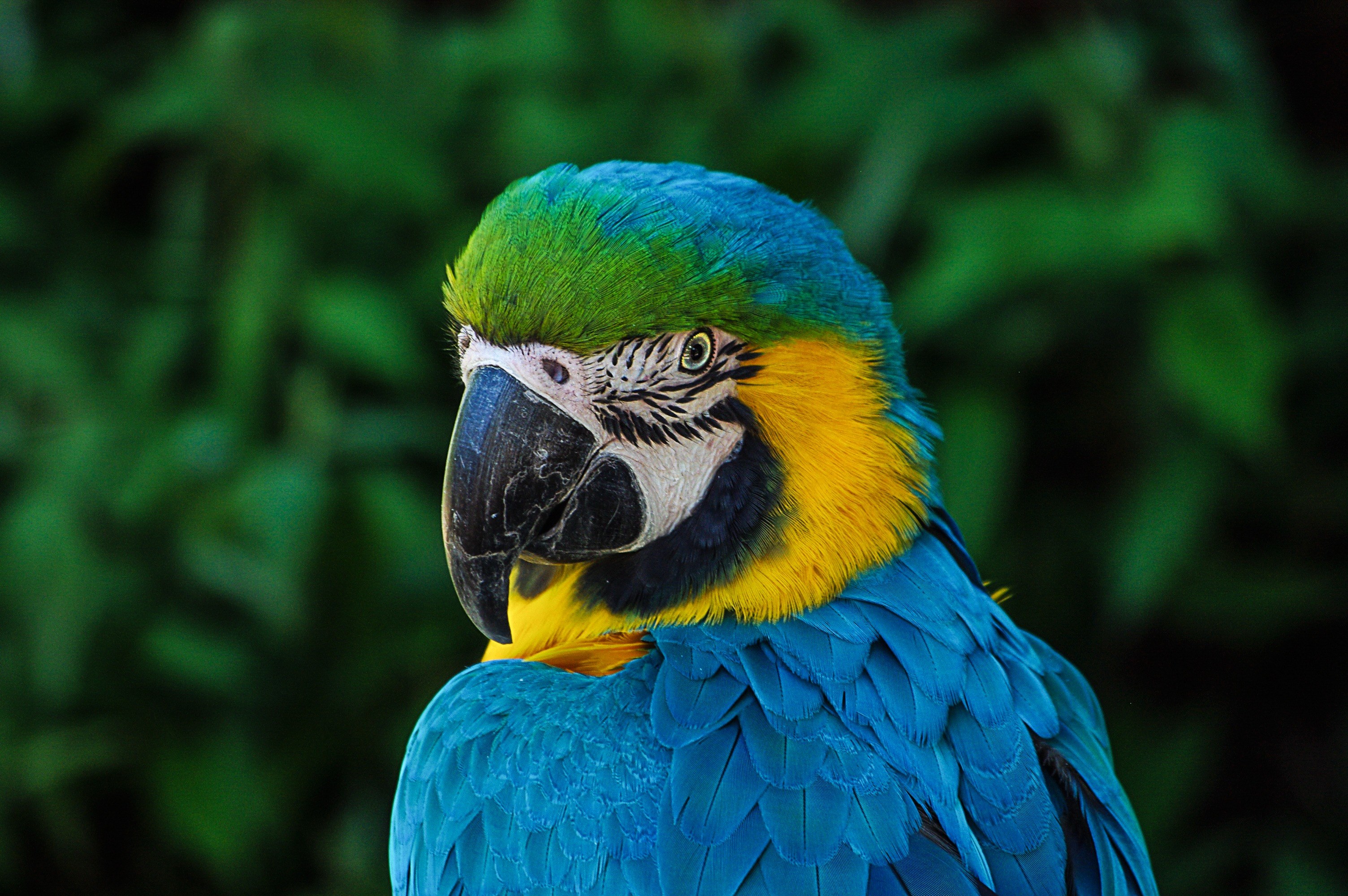 parrot colorful plumage portrait blue zoo head 4k, HD Wallpaper
