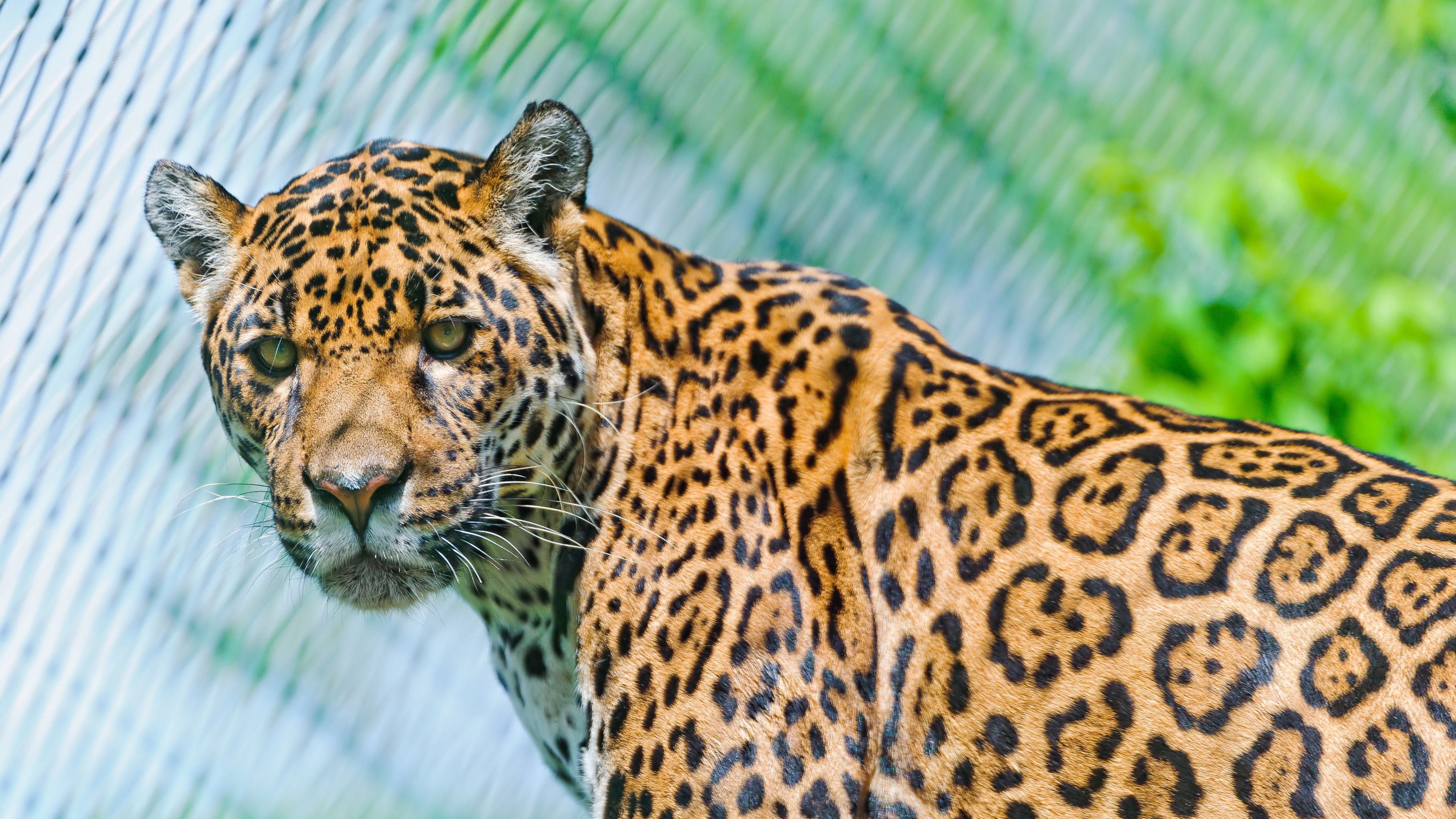 jaguar, predator, face, spotted, look, look back, 4k, HD Wallpaper