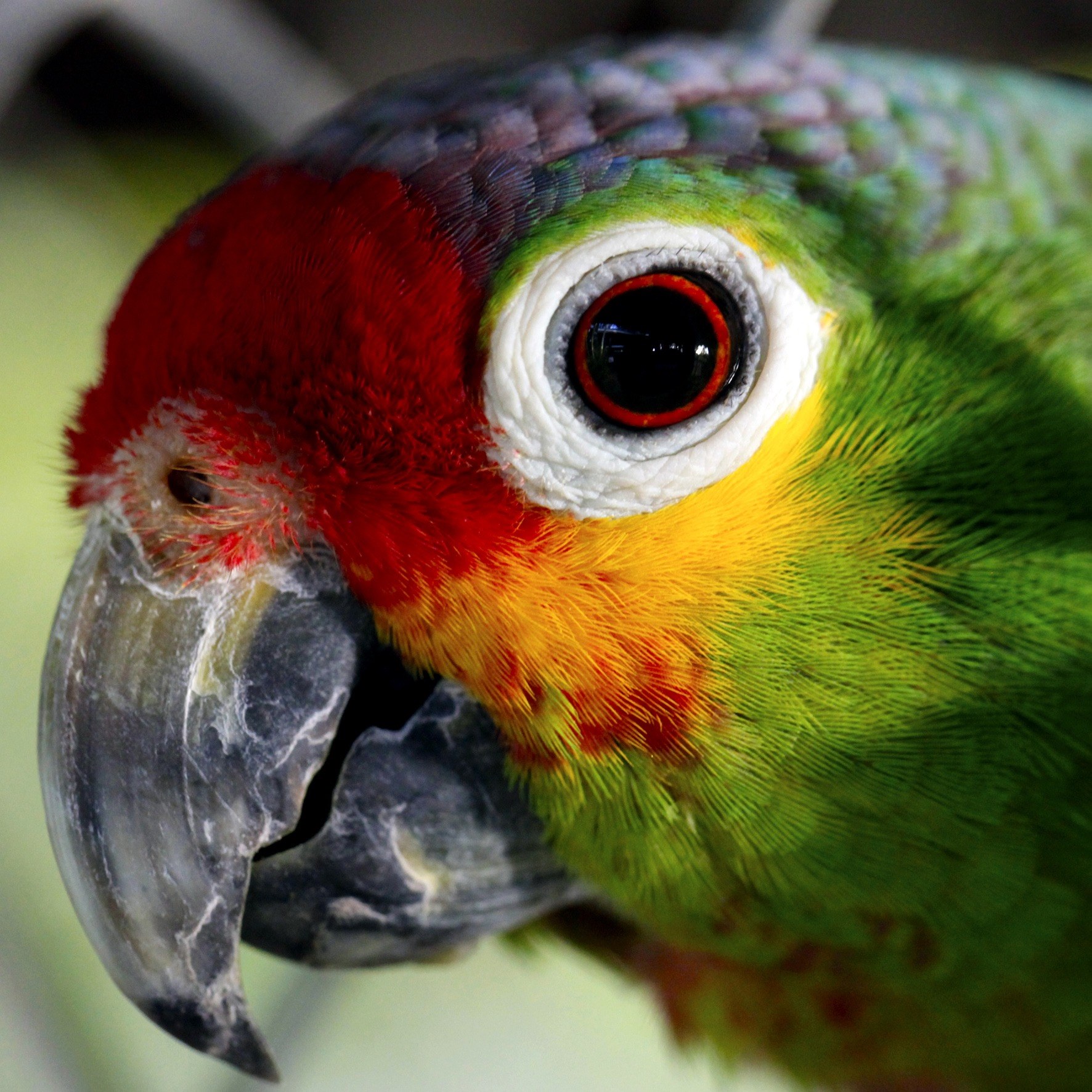 parrot ave captivity animals birds color peak 4k, Phone HD Wallpaper