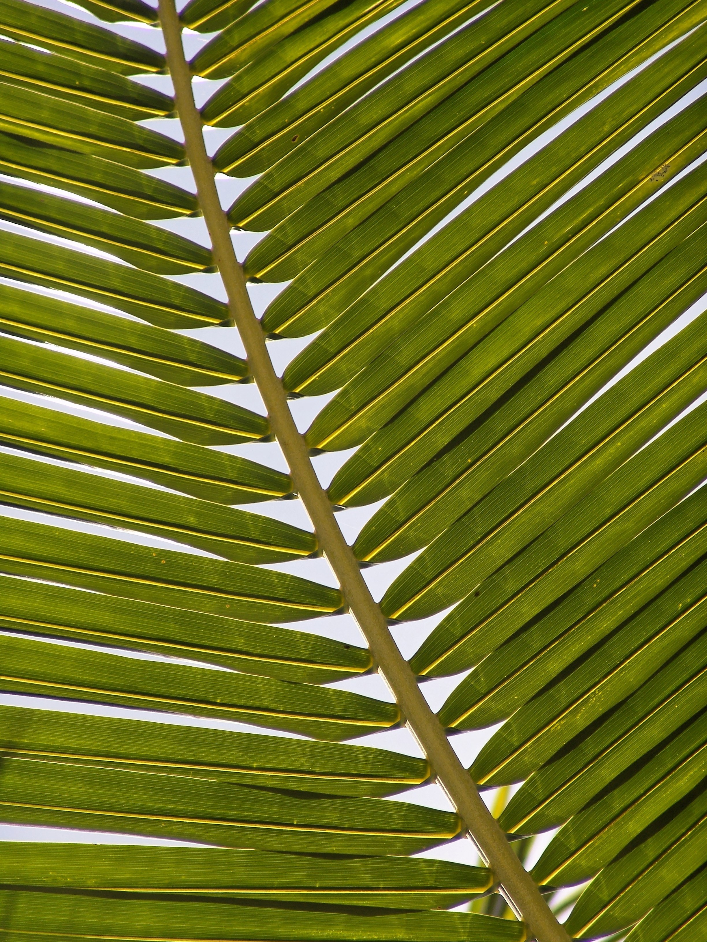 palm frond leaf exotic palm tree palm fronds 4k, Phone HD Wallpaper