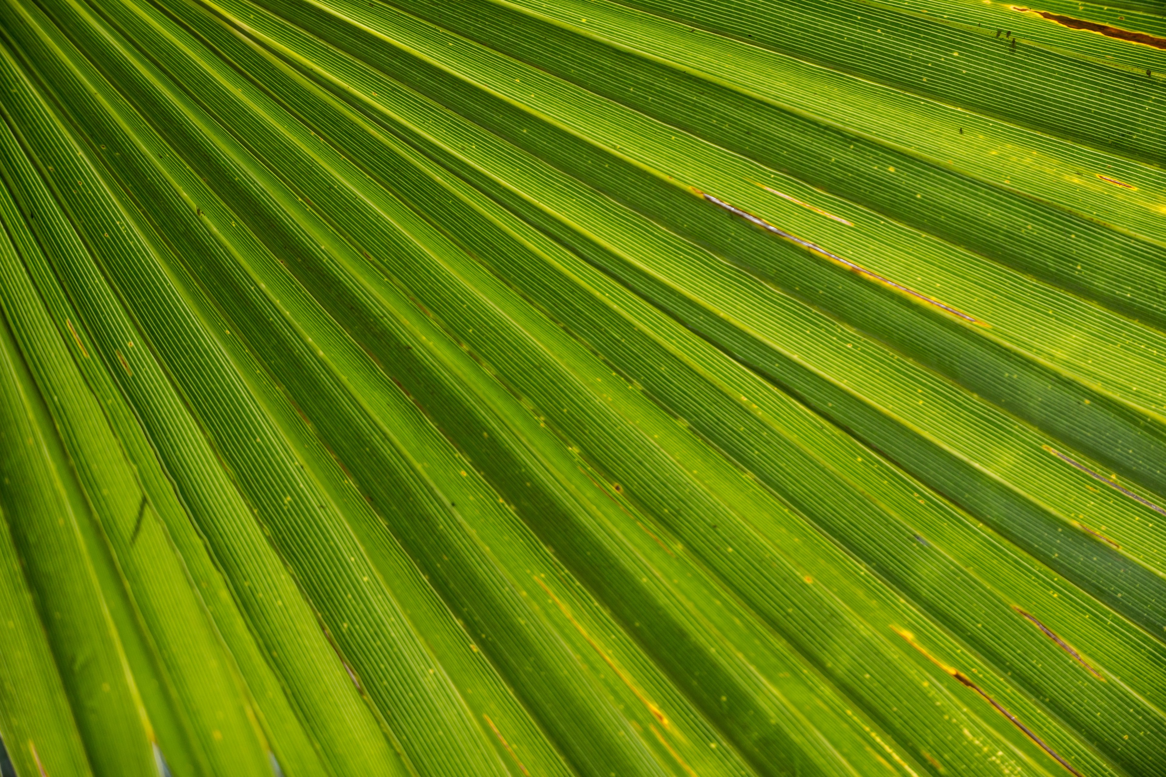 palm leaf james palm tree close beach 4k, HD Wallpaper