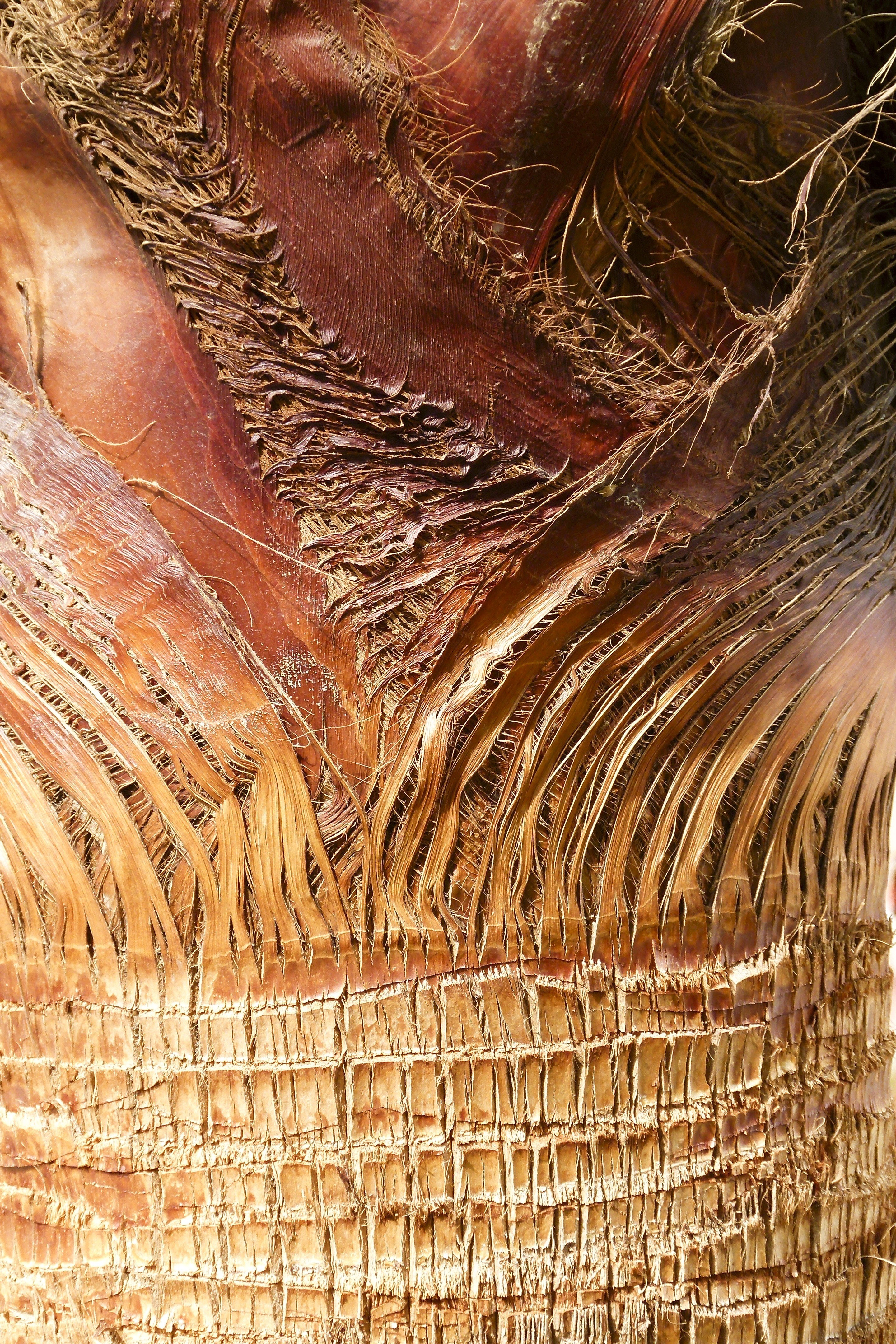 palm bark palm tree desert nature leaves natural 4k, Phone HD Wallpaper