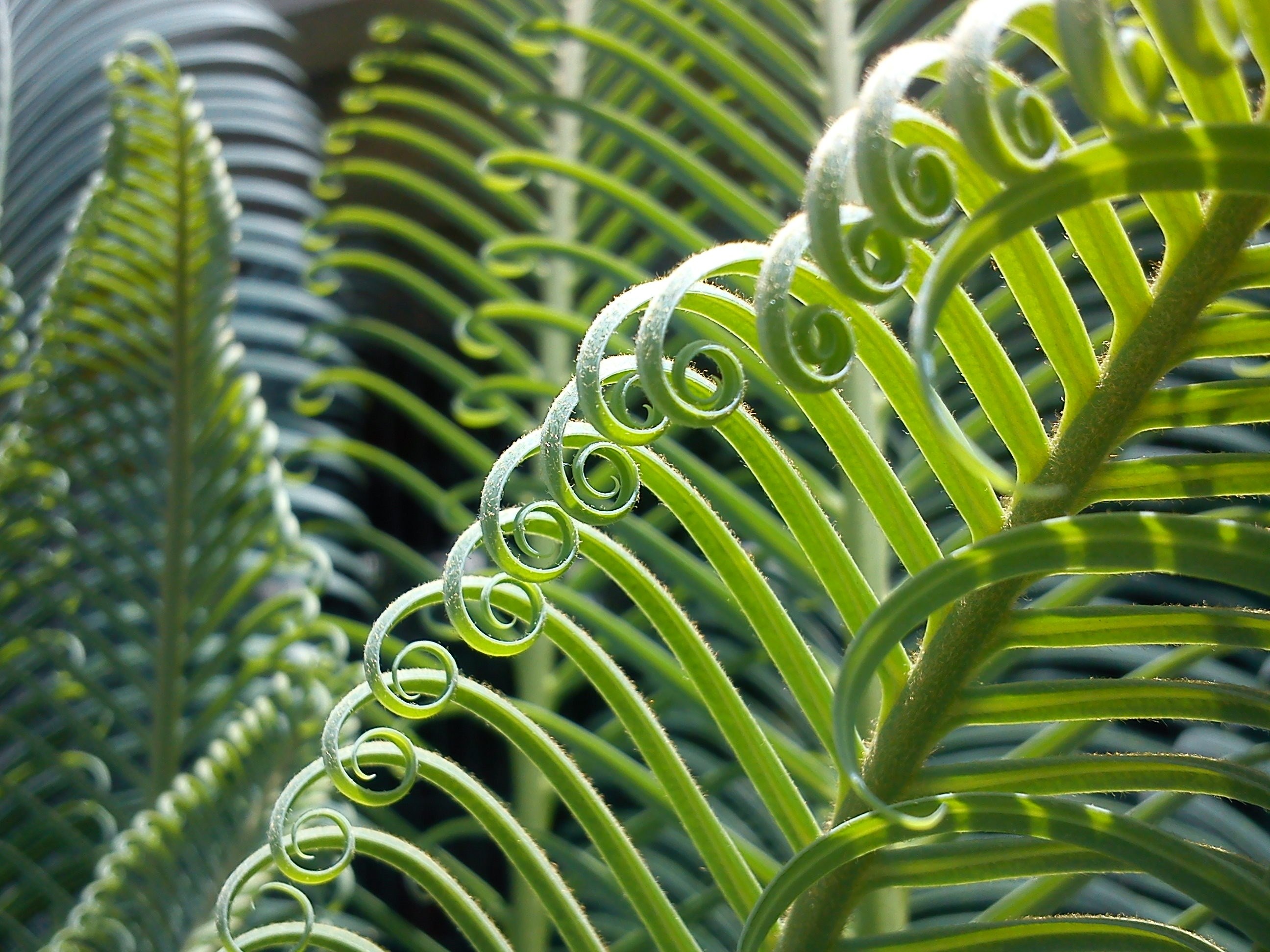 palma plant leaves nature green vegetation 4k, HD Wallpaper