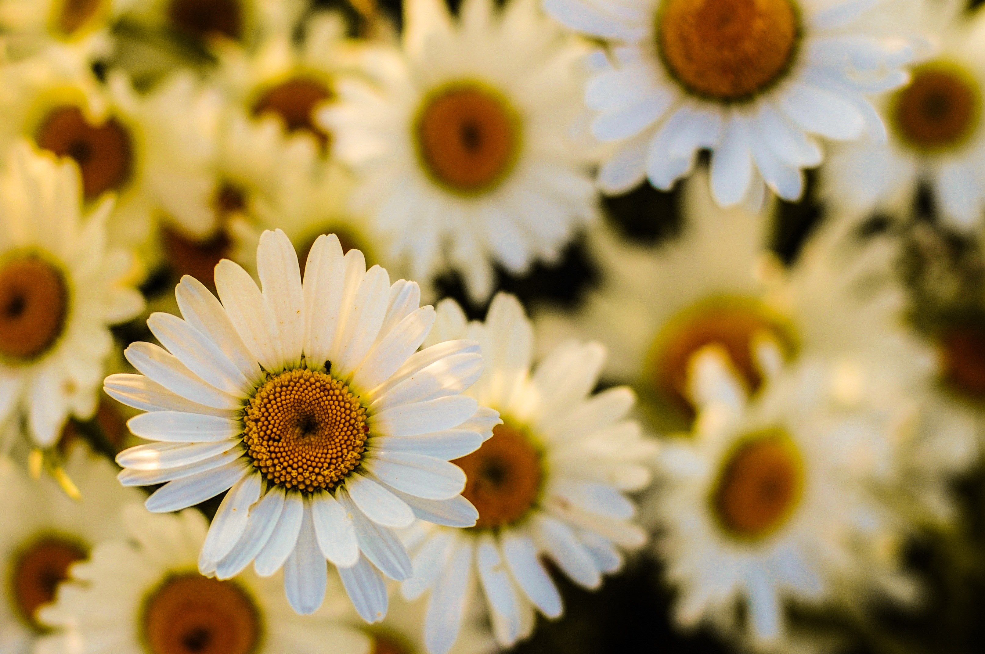 oxeye daisy blossom flora garden bloom yellow 4k, HD Wallpaper