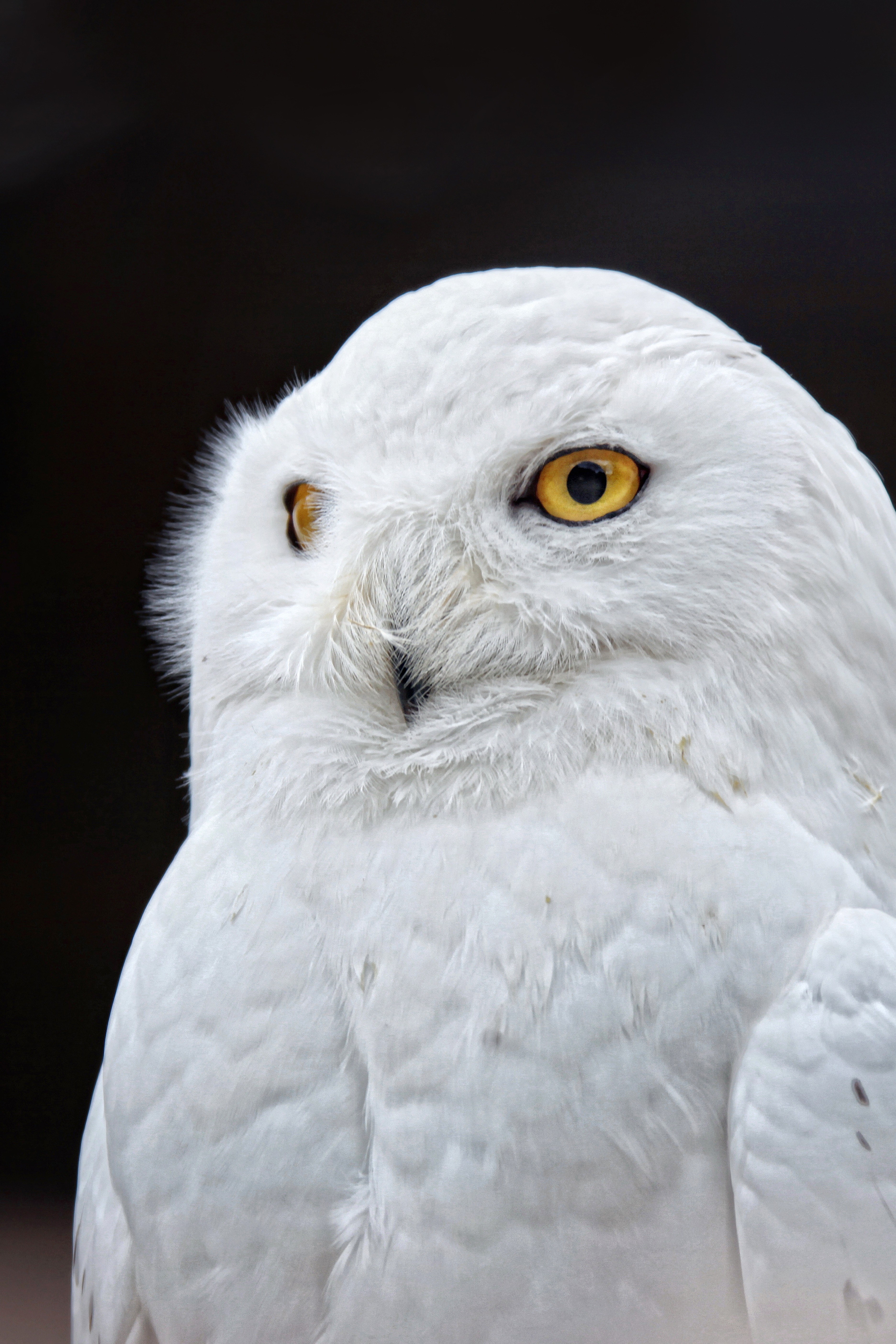 owl yellow eyes white bird close feather plumage 4k, Phone HD Wallpaper