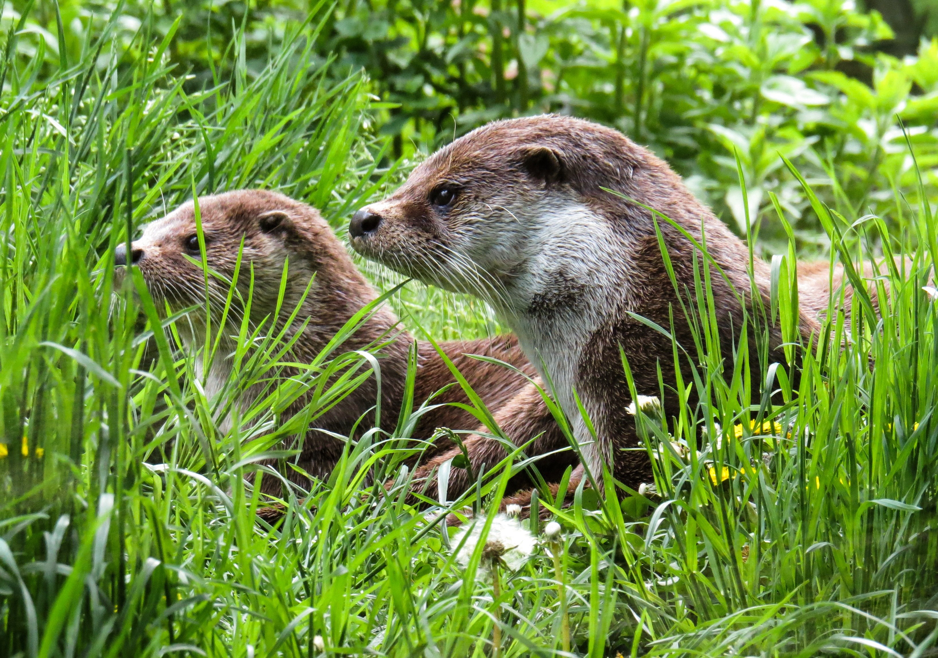 otter animals water meadow care rest wild 4k, HD Wallpaper