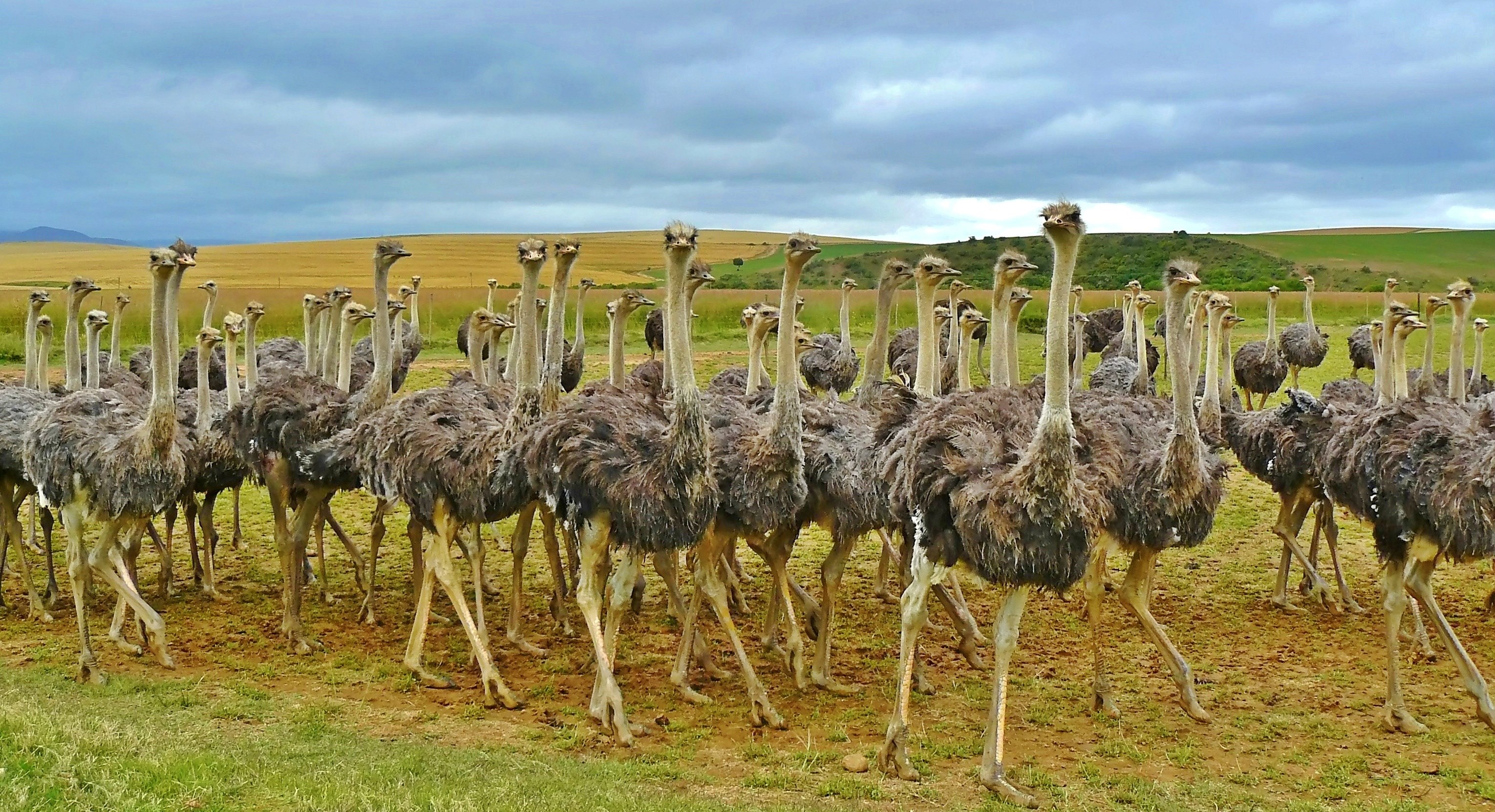 ostriches birds bouquet ostrich animal africa 4k, HD Wallpaper