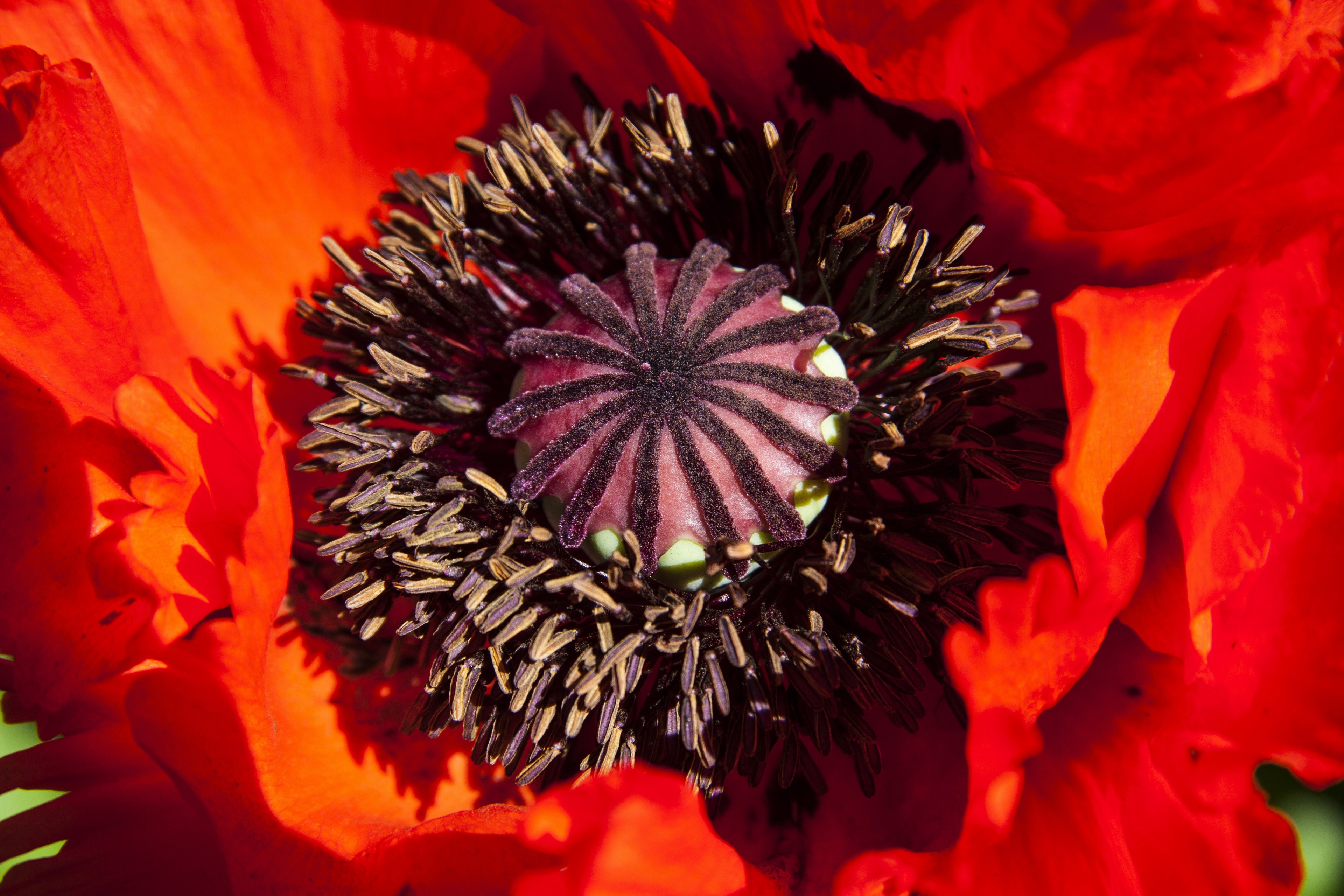 ornamental poppies half rosette plant flower nature 4k, HD Wallpaper