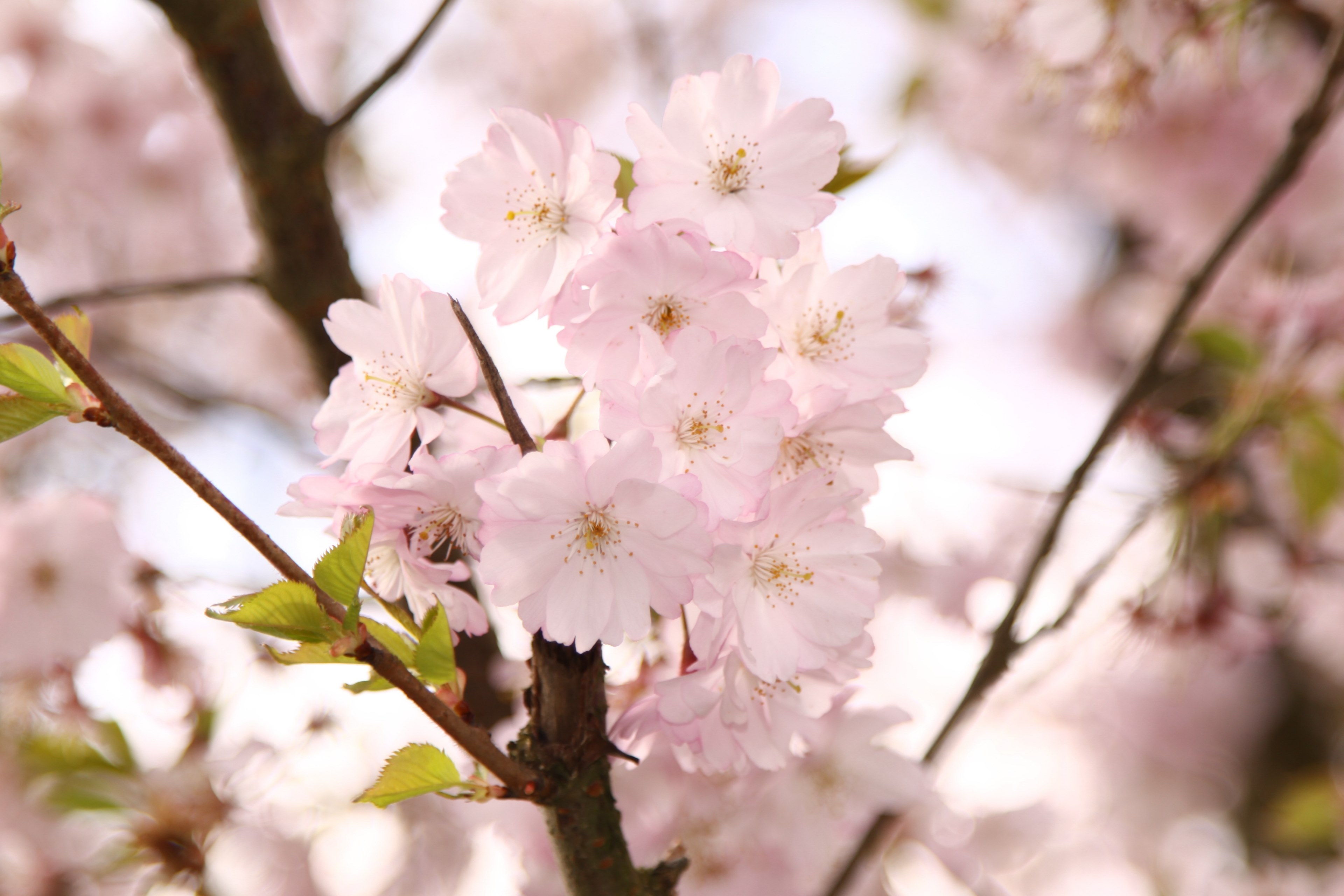 ornamental cherry flowers pink tree spring branch 4k, HD Wallpaper