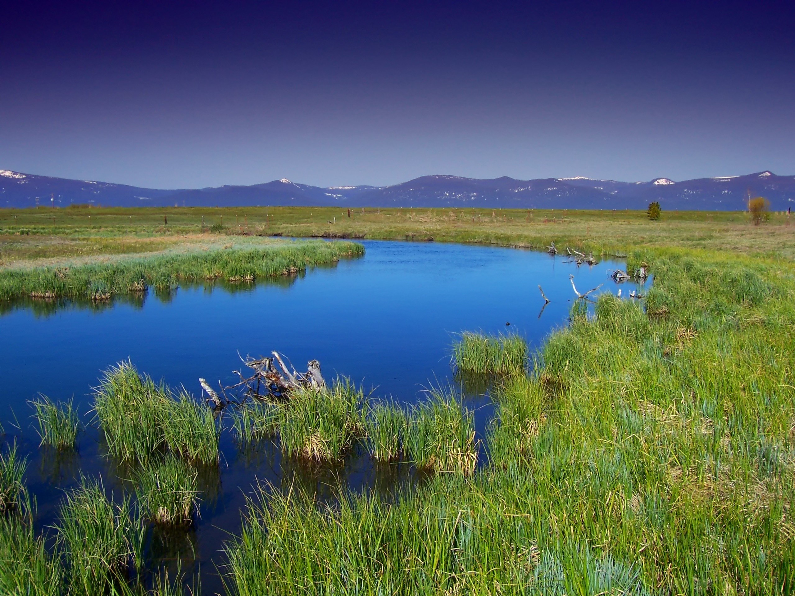 oregon wood river marsh water stream plants grass 4k, HD Wallpaper