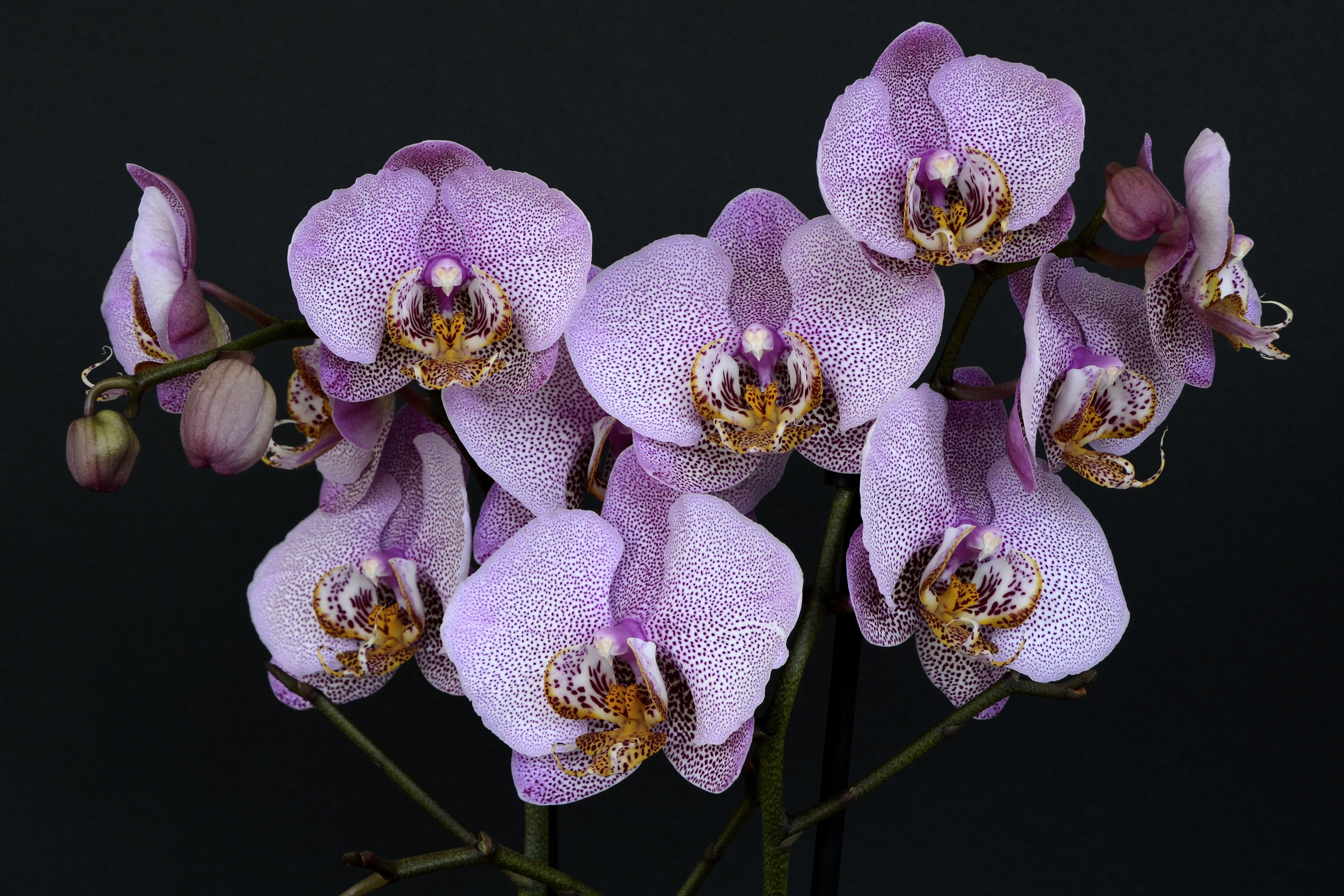 orchids flowers blossom bloom white violet 4k, HD Wallpaper