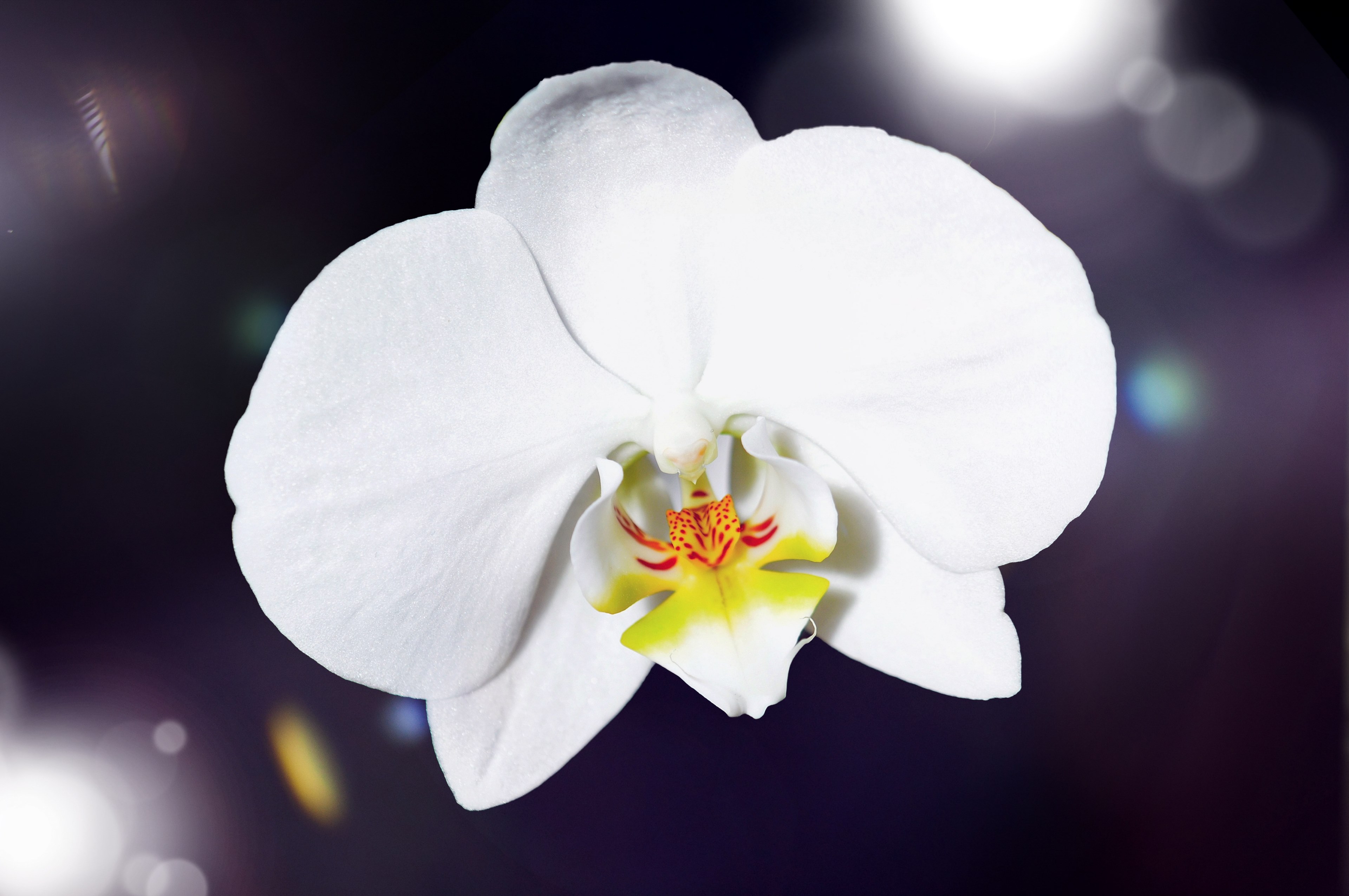 orchid flower blossom bloom white plant close 4k, HD Wallpaper