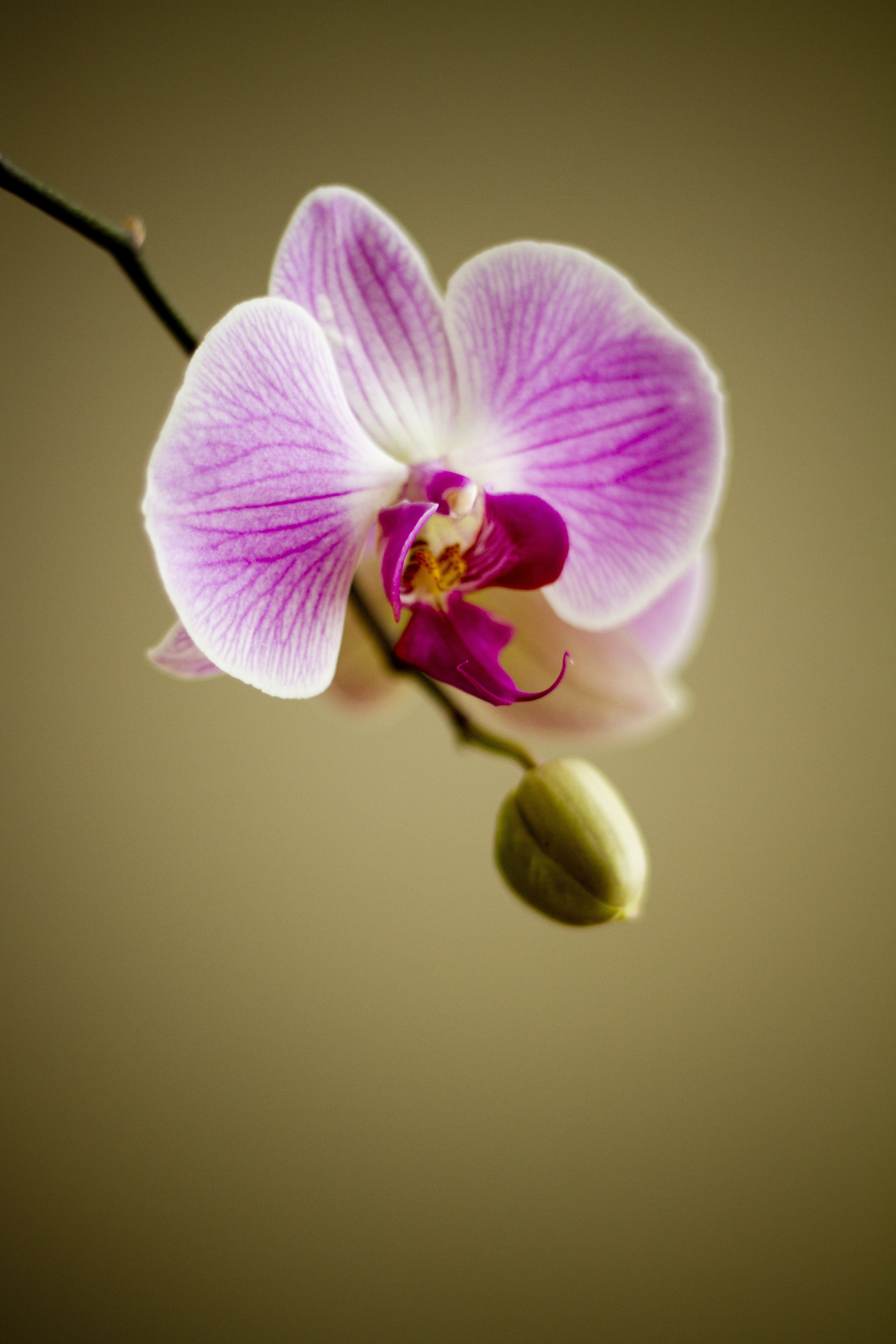 orchid flower flora florist plant lovely nature 4k, Phone HD Wallpaper
