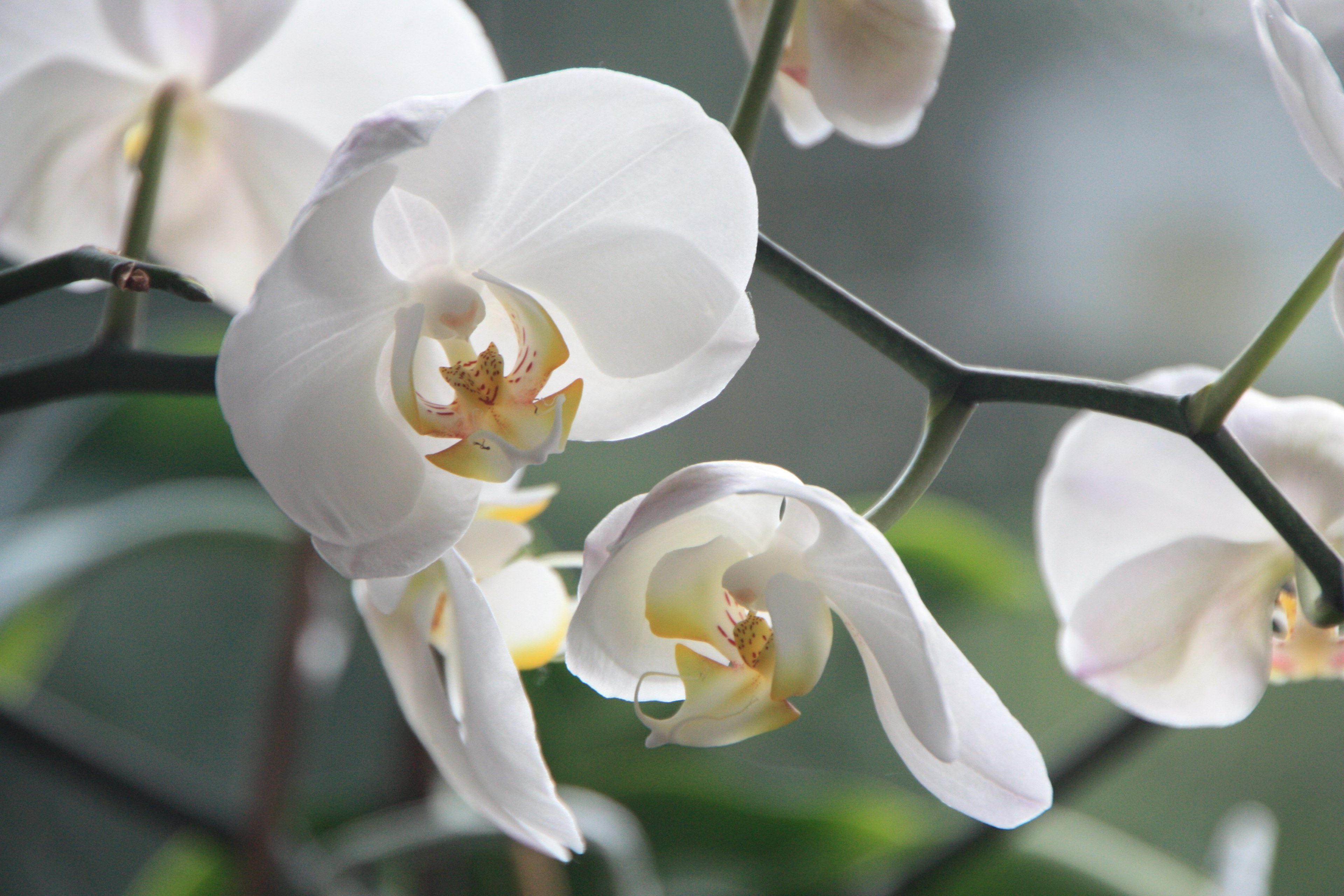 orchid flower blossom bloom white plant 4k, HD Wallpaper