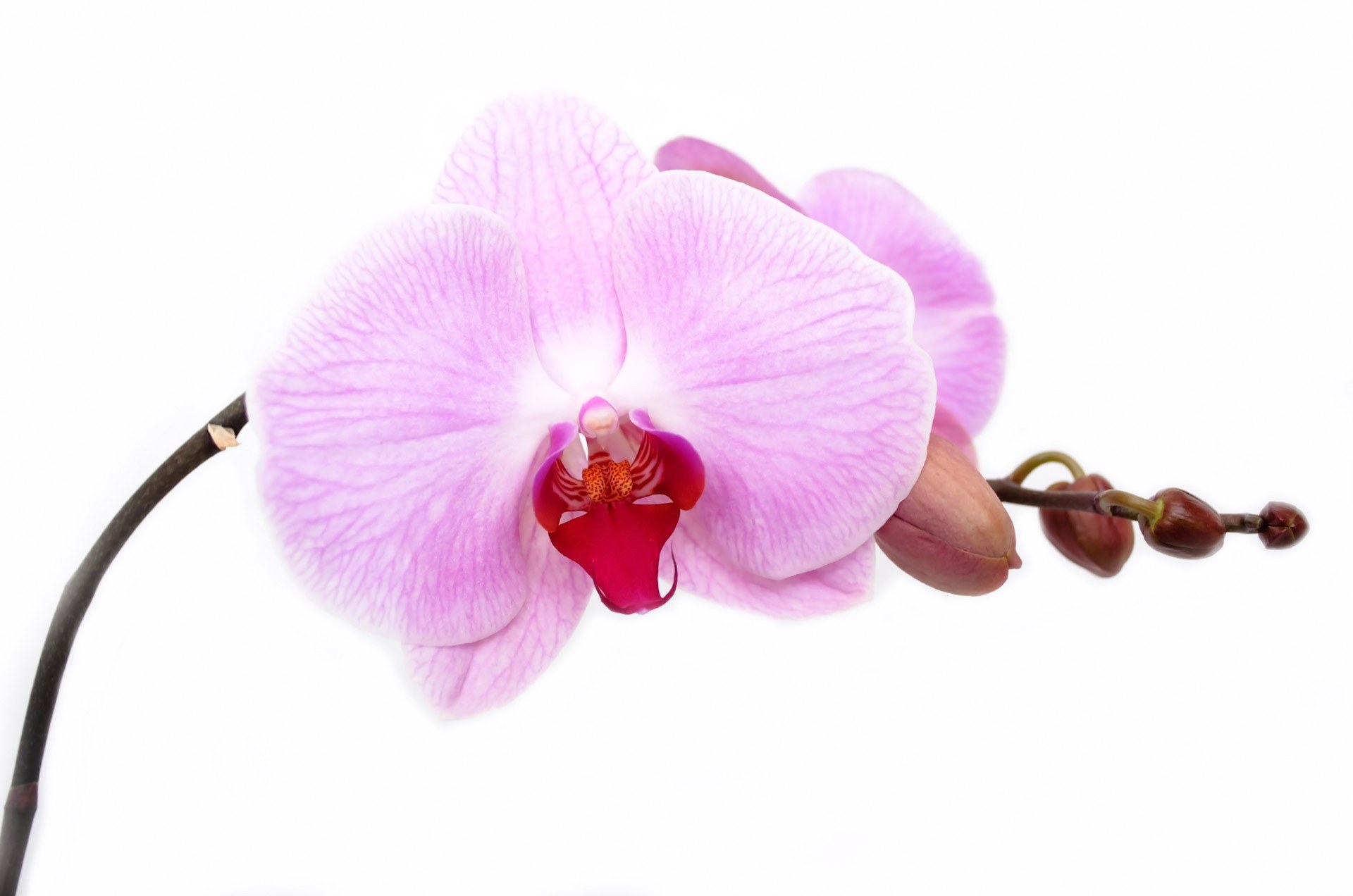 orchid flower isolated decoration bud vibrant 4k, HD Wallpaper