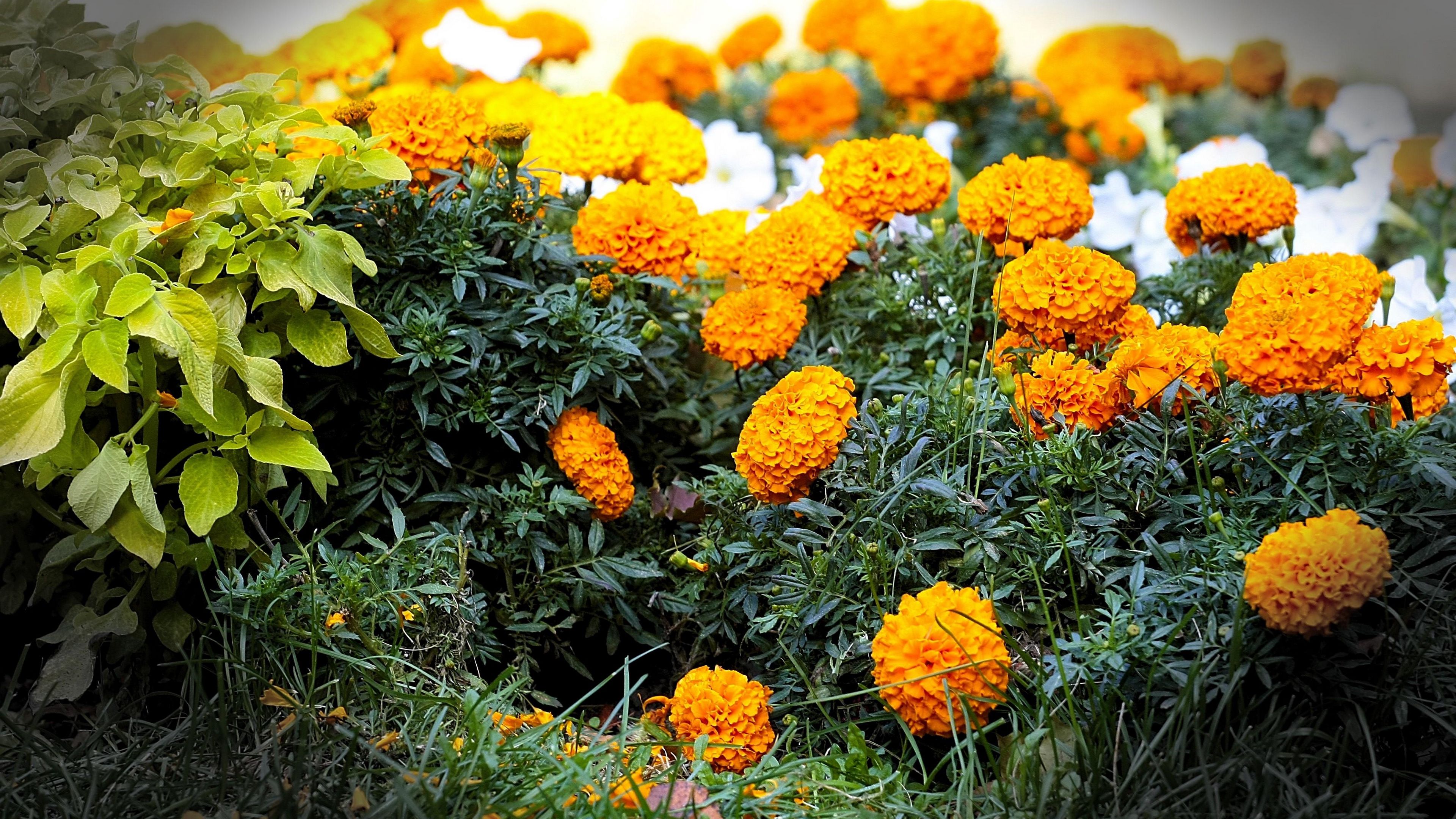velvet ribbon, flowers, flowerbed, blurring, 4k, HD Wallpaper