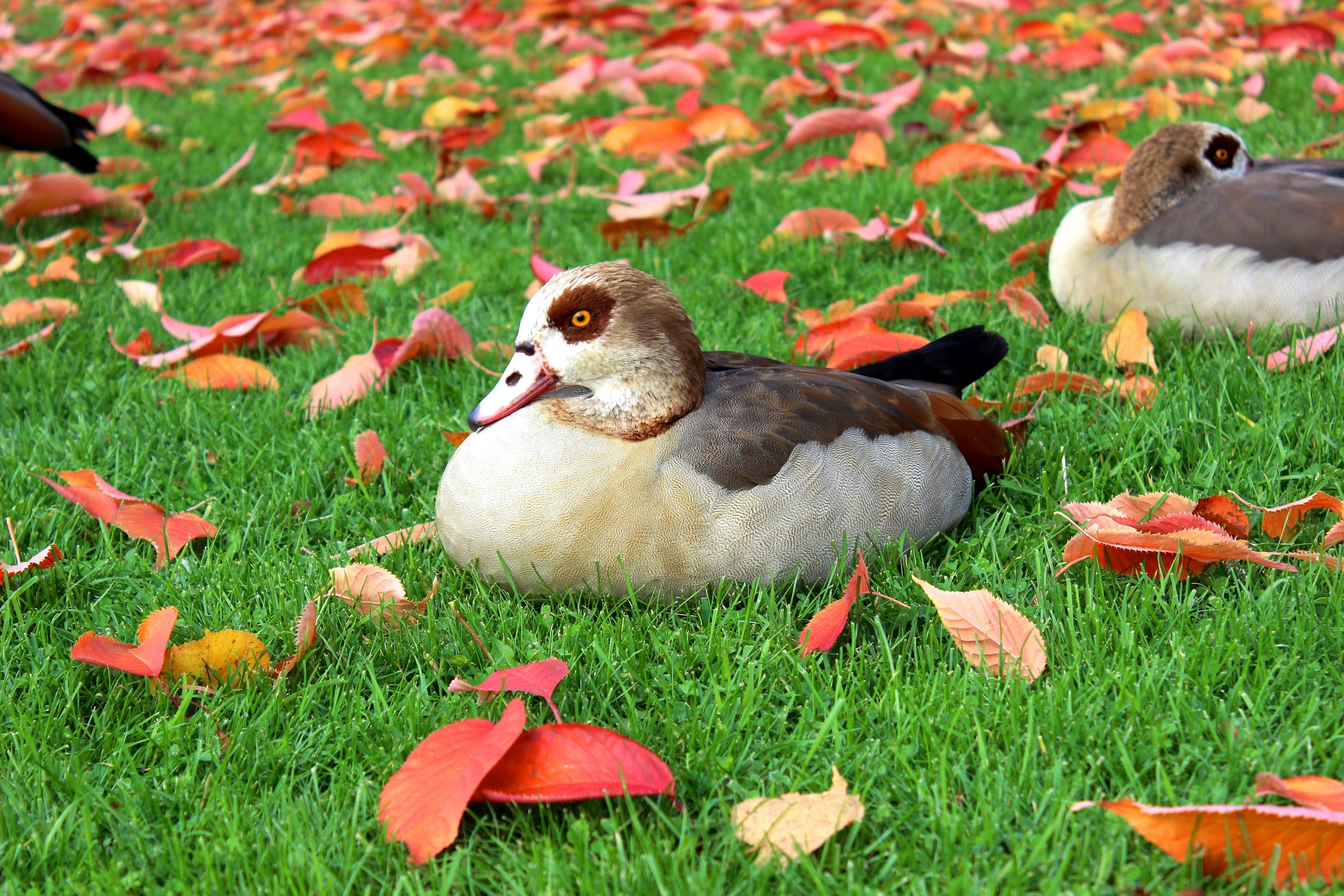 nilgans duck water bird fall foliage wild bird 4k, HD Wallpaper