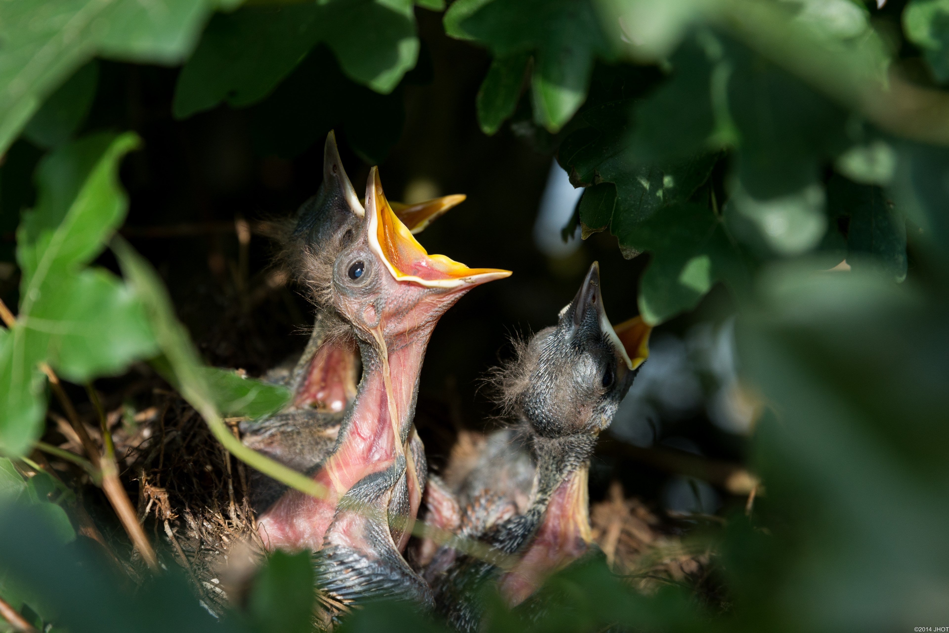 nest birds nest nesting blackbirds birds nature 4k, HD Wallpaper