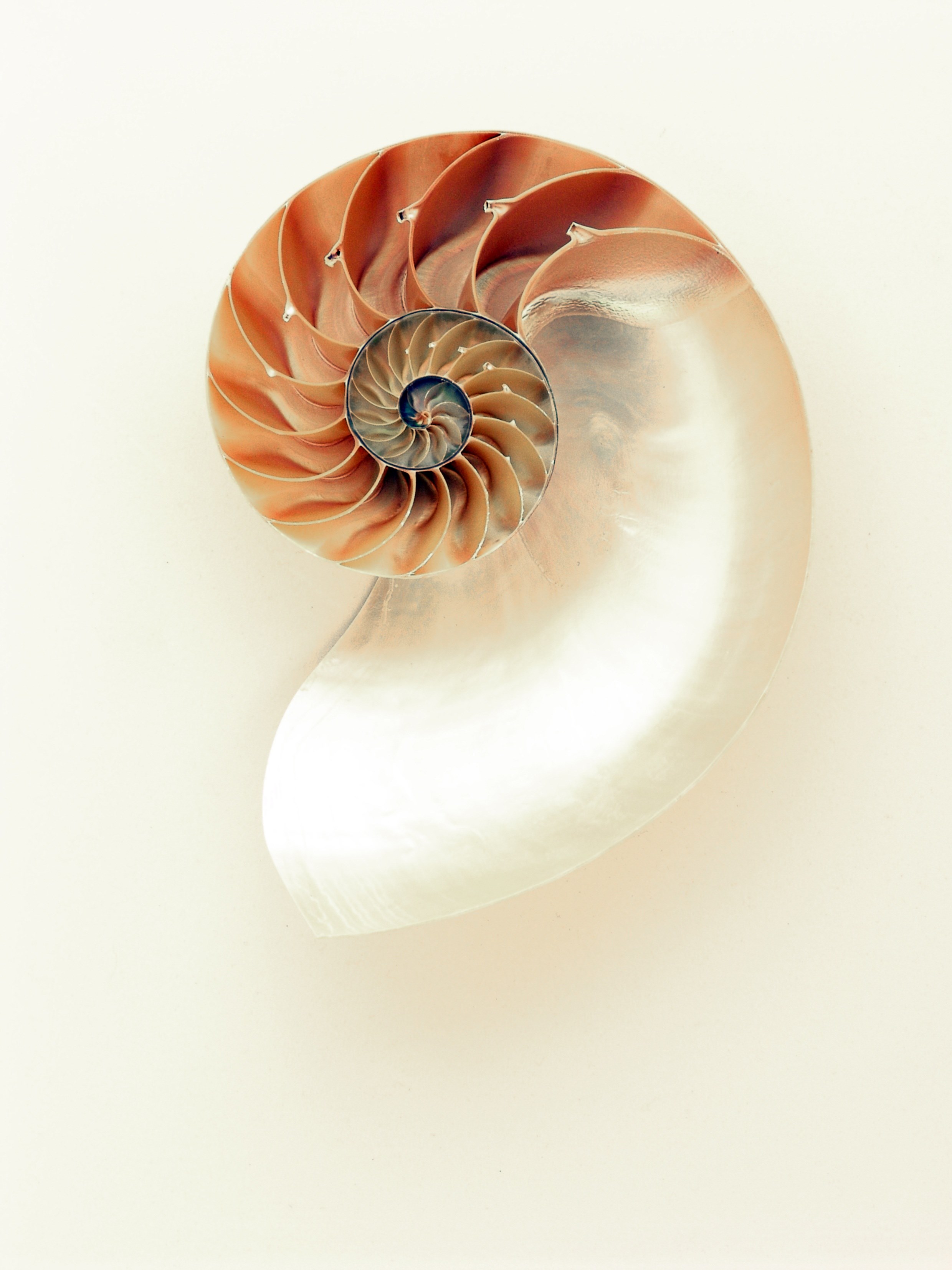 nautilus shell shimmer silver mother of pearl 4k, Phone HD Wallpaper