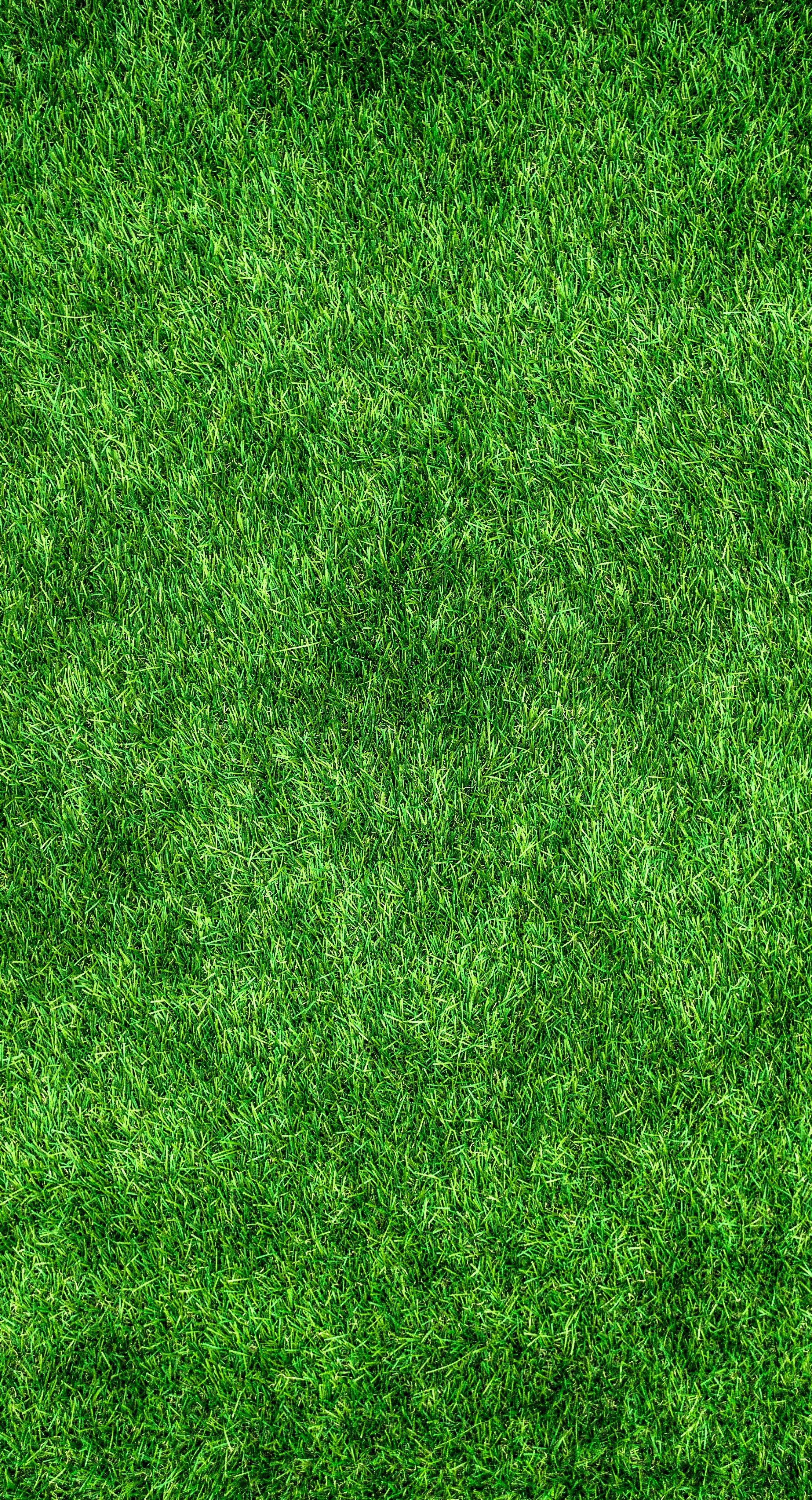 nature green abstract plants herb grass 4k, Phone HD Wallpaper