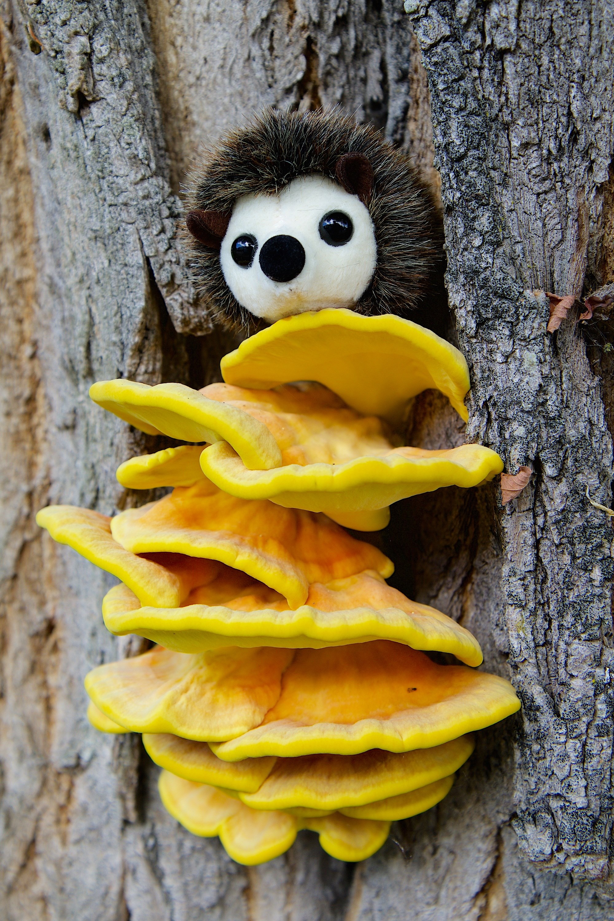 nature tree tree bark mushroom sulphur ovinus 4k, Phone HD Wallpaper