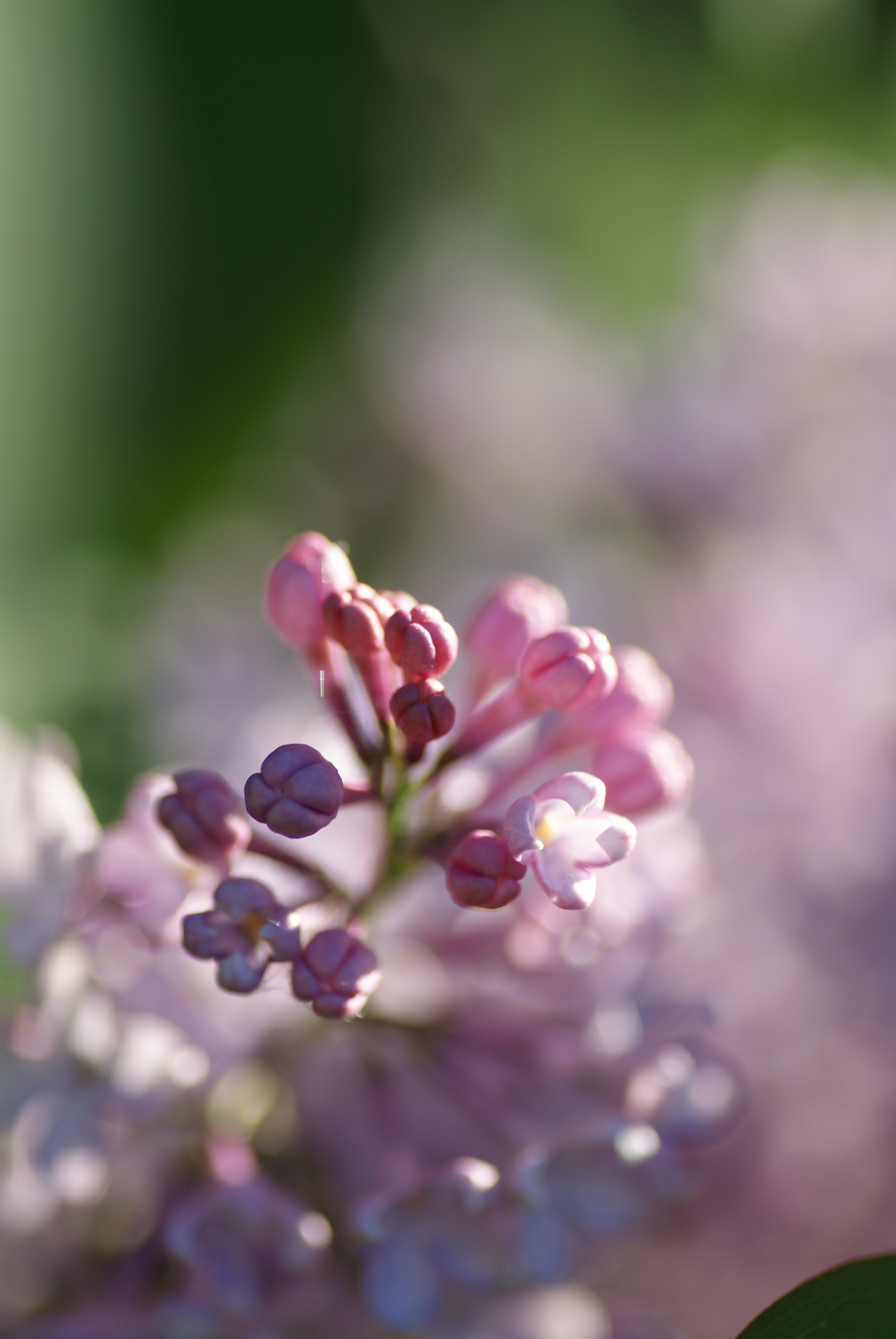nature bush lilac pink blossom bloom purple 4k, Phone HD Wallpaper