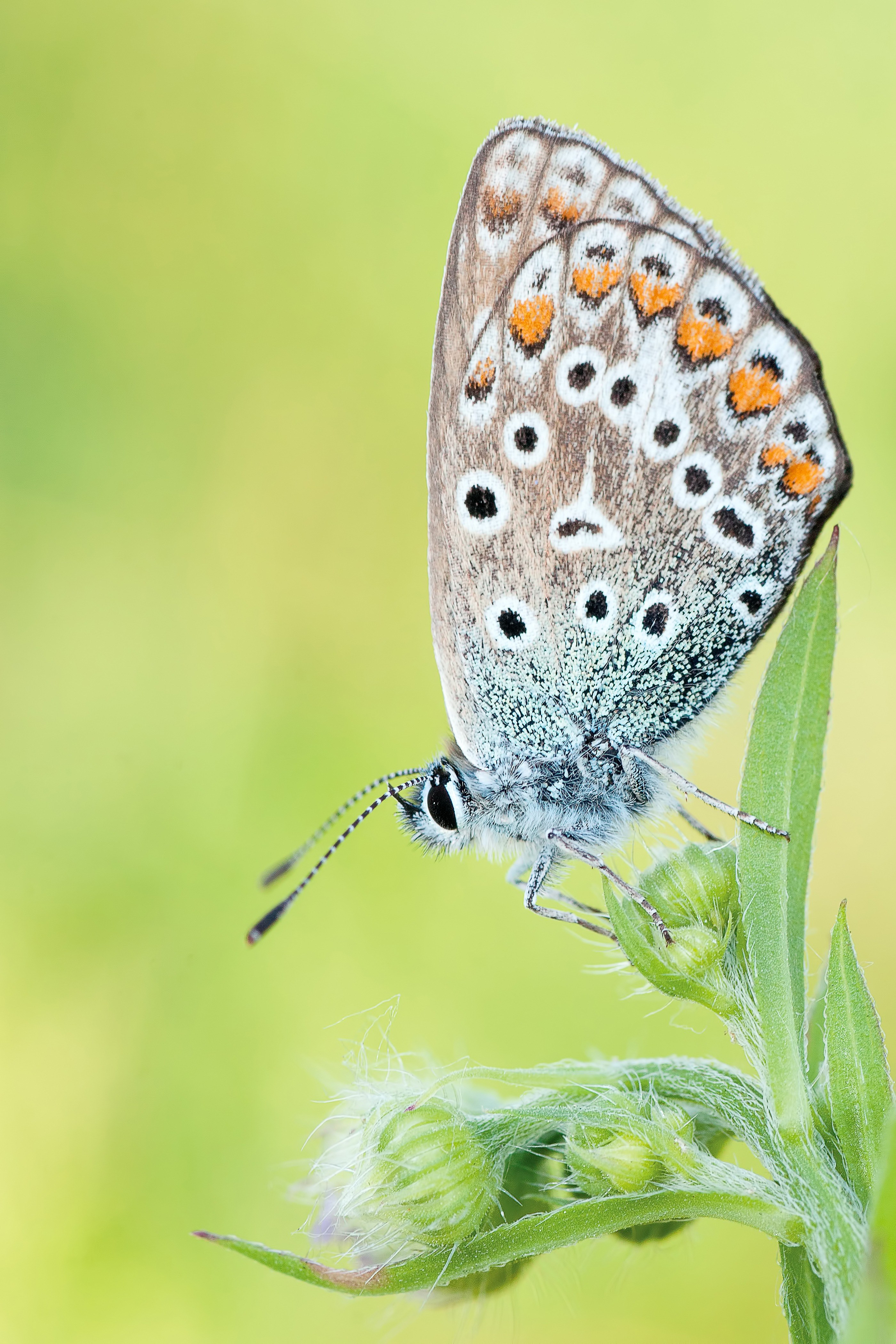 nature insect butterfly macro 4k, Phone HD Wallpaper